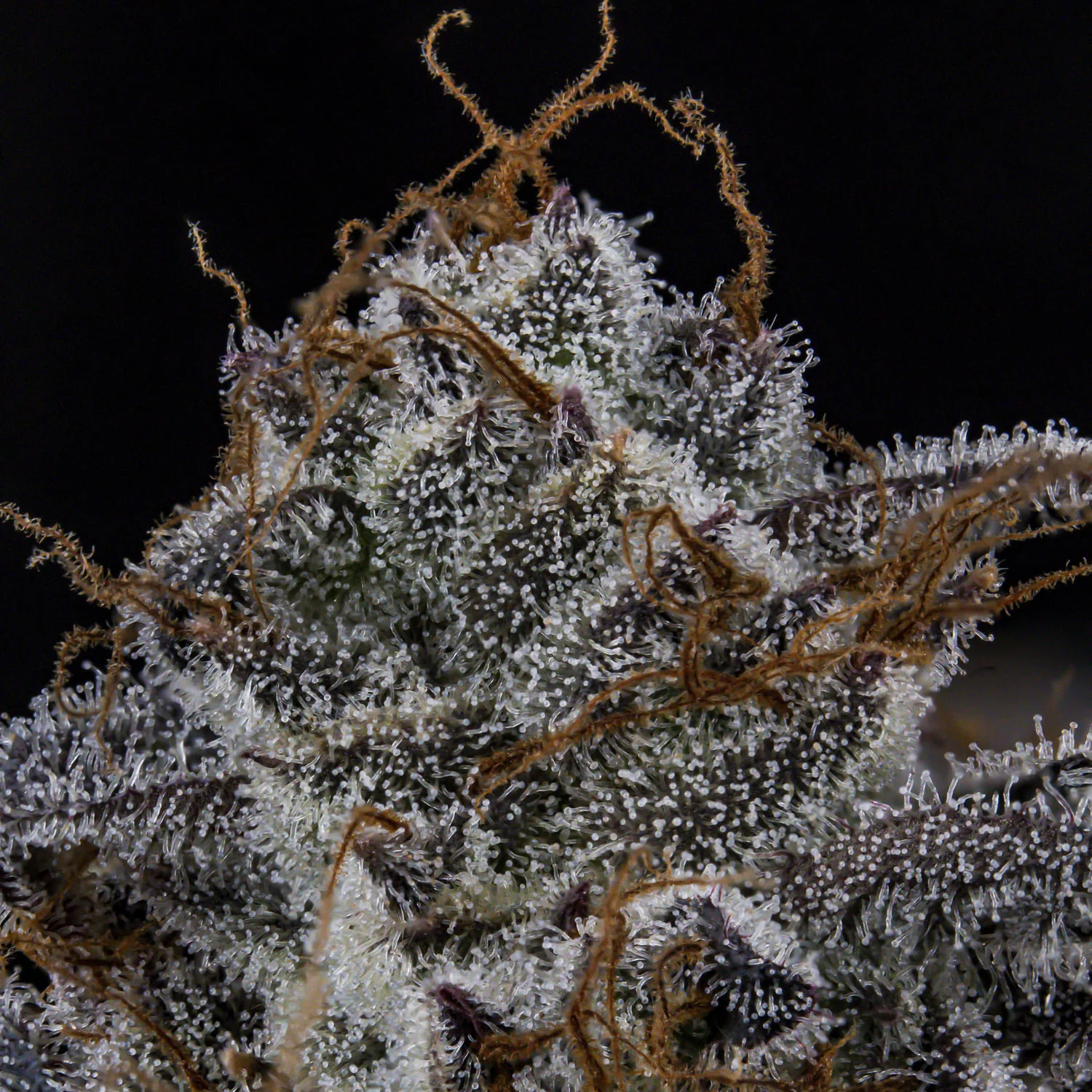 MephistO'z - Image 6