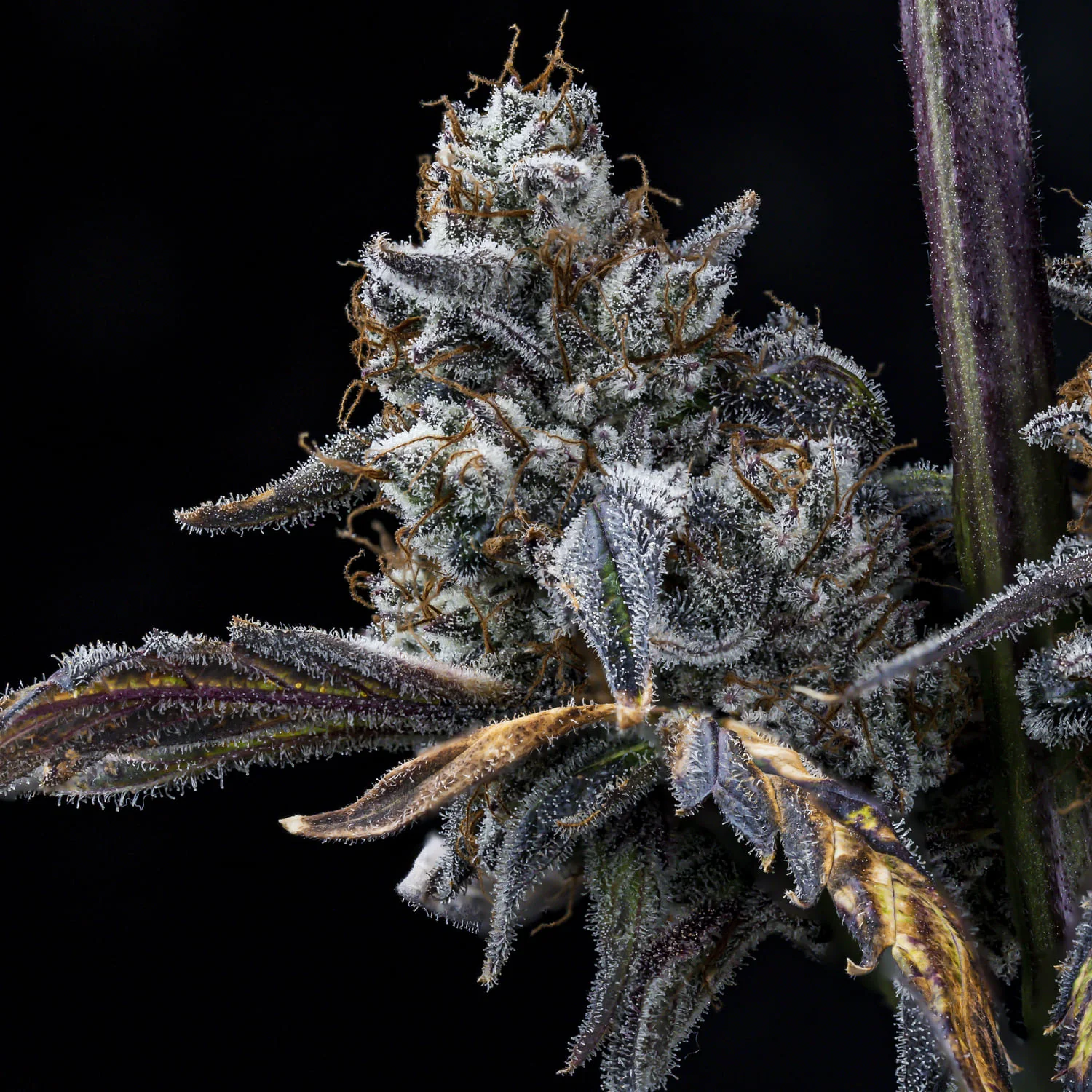 MephistO'z - Image 7