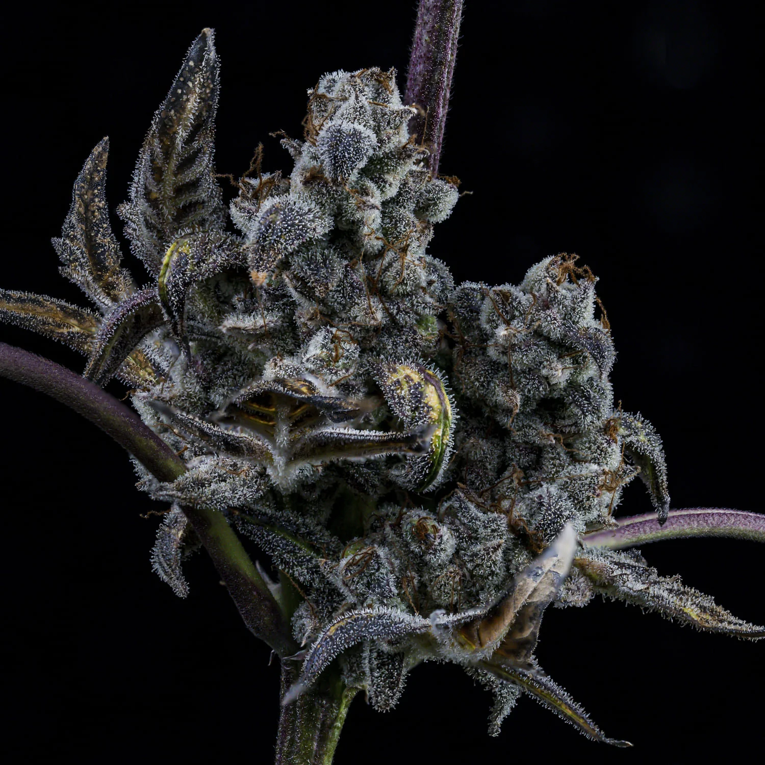 MephistO'z - Image 8