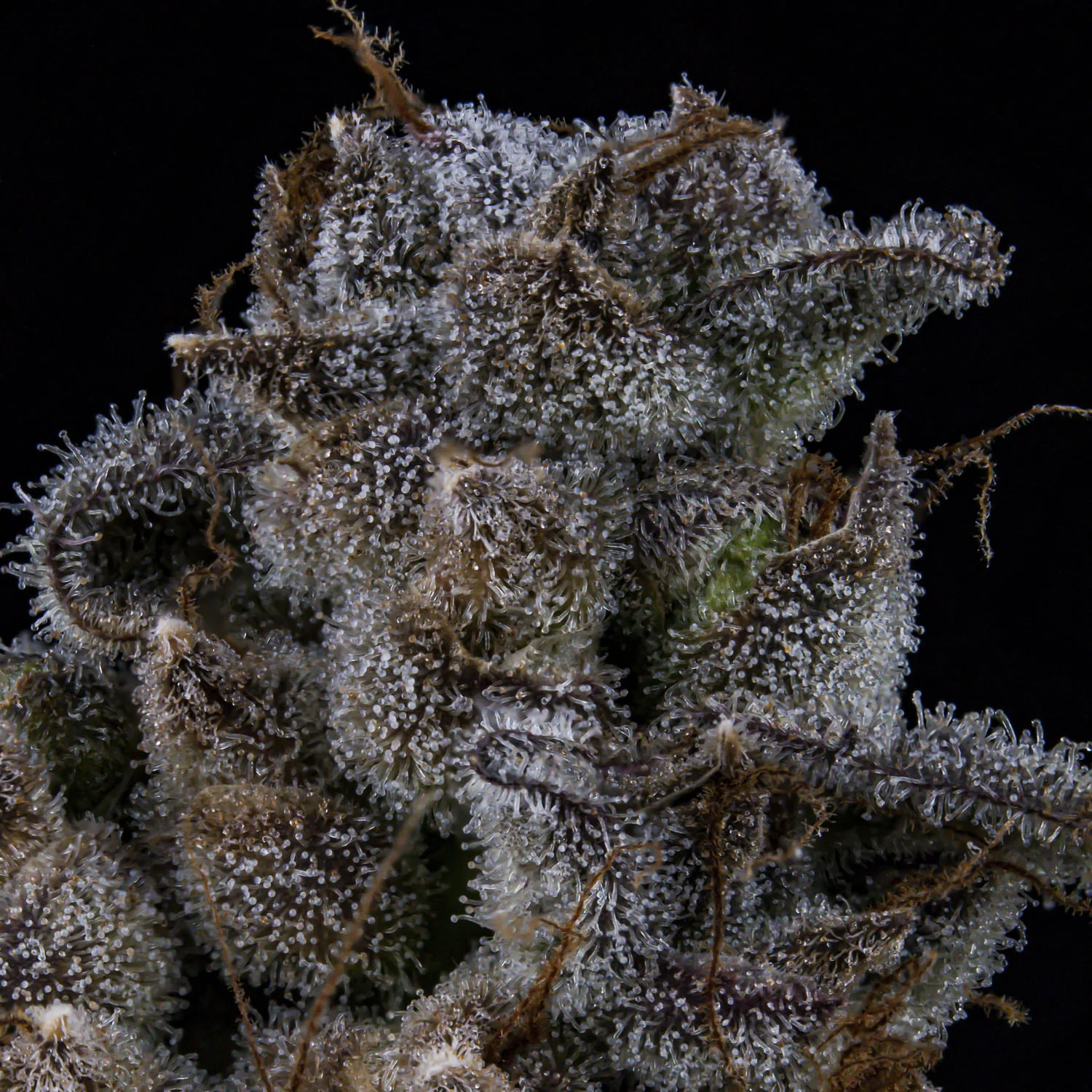 MephistO'z - Image 9