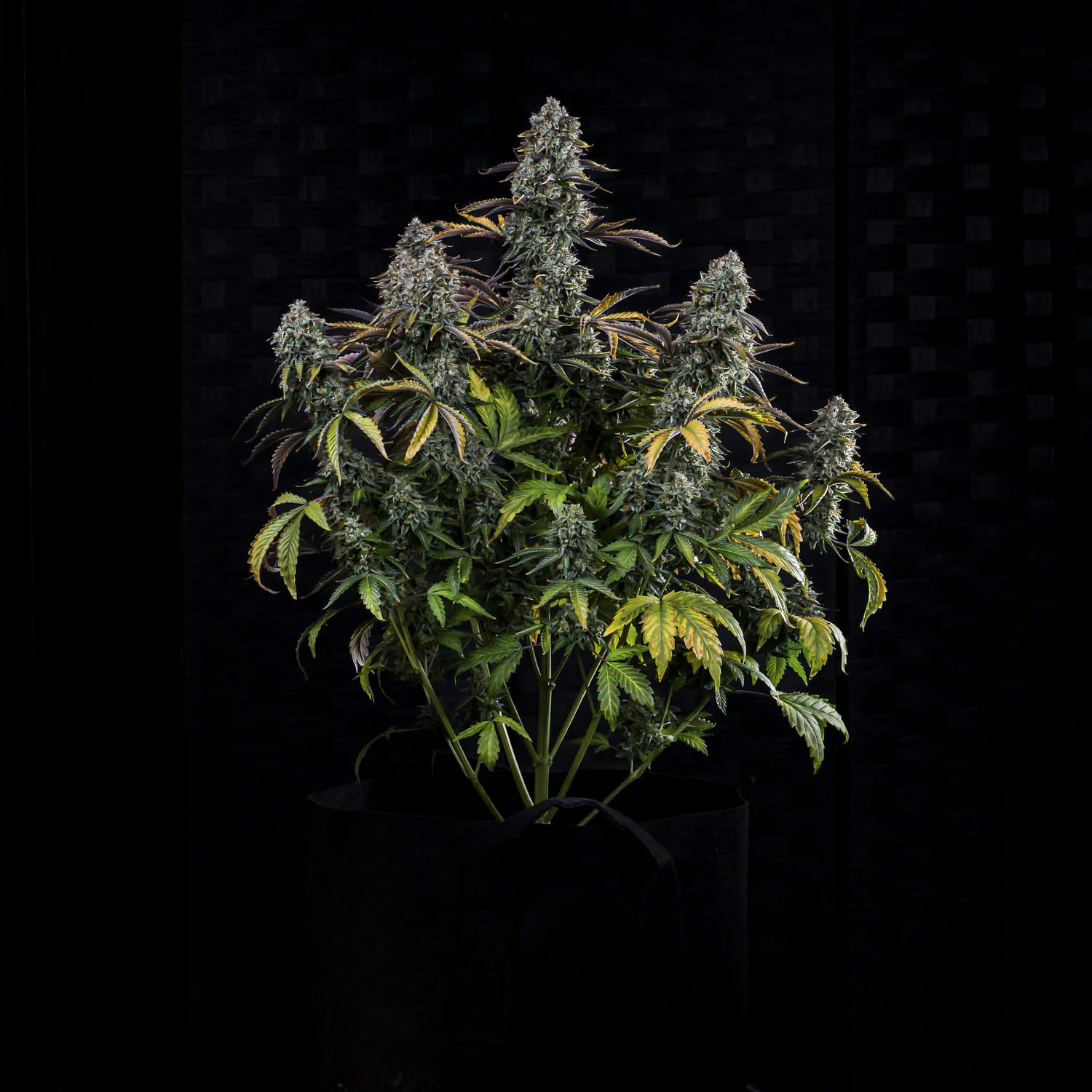 Northern Cheese Haze - Image 2