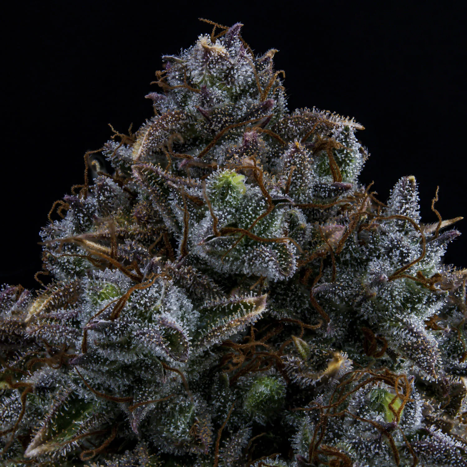Northern Cheese Haze - Image 3