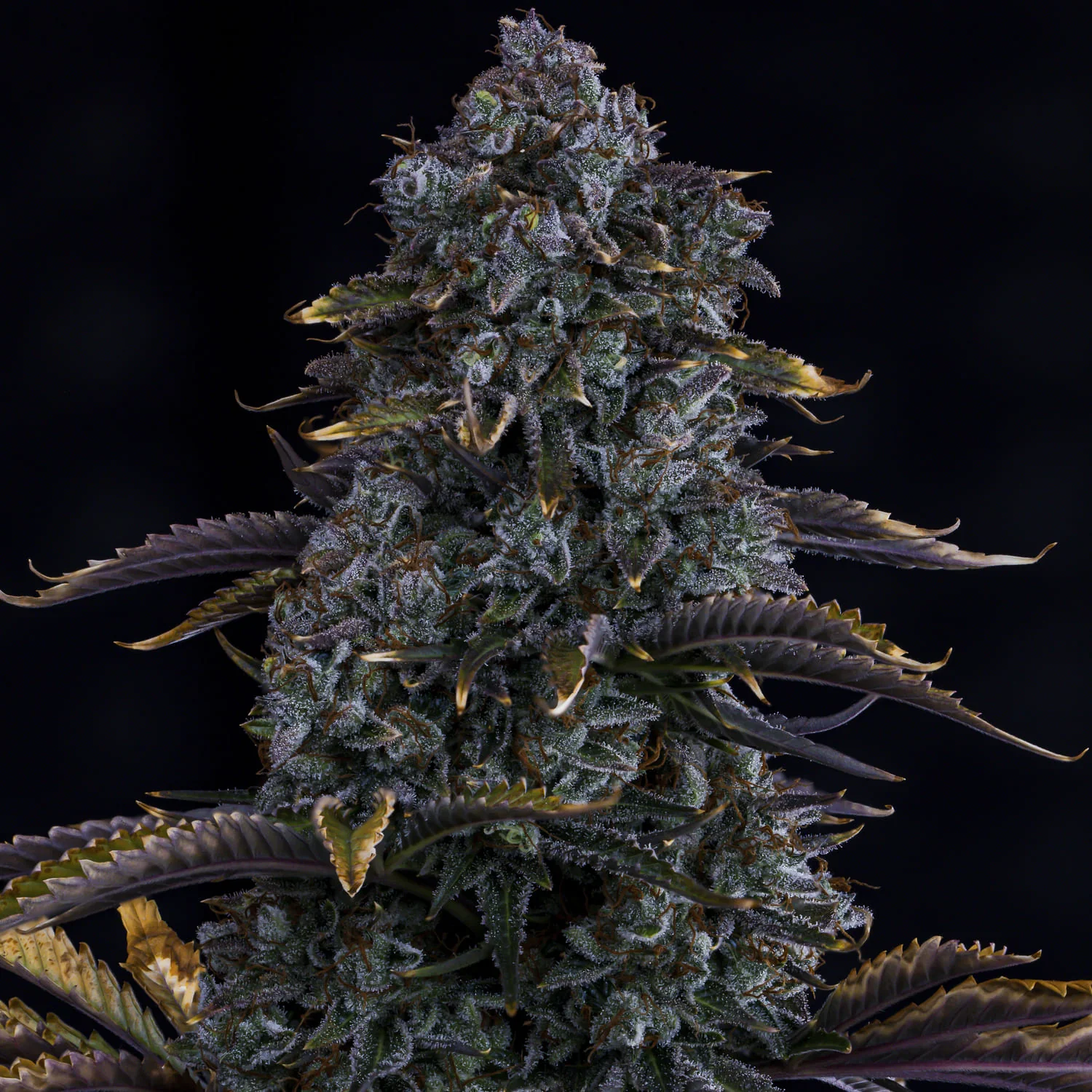 Northern Cheese Haze - Image 4