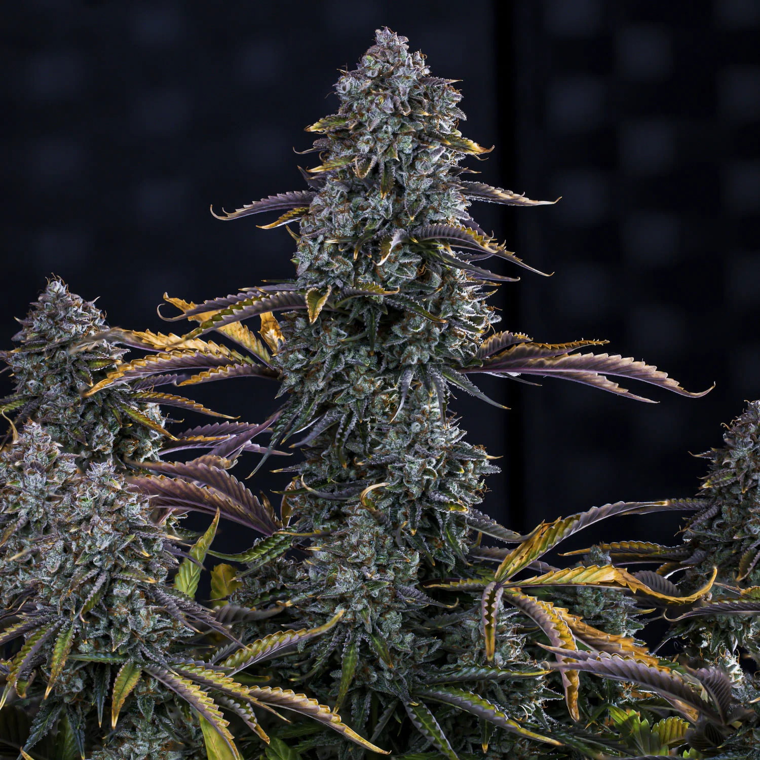 Northern Cheese Haze - Image 5
