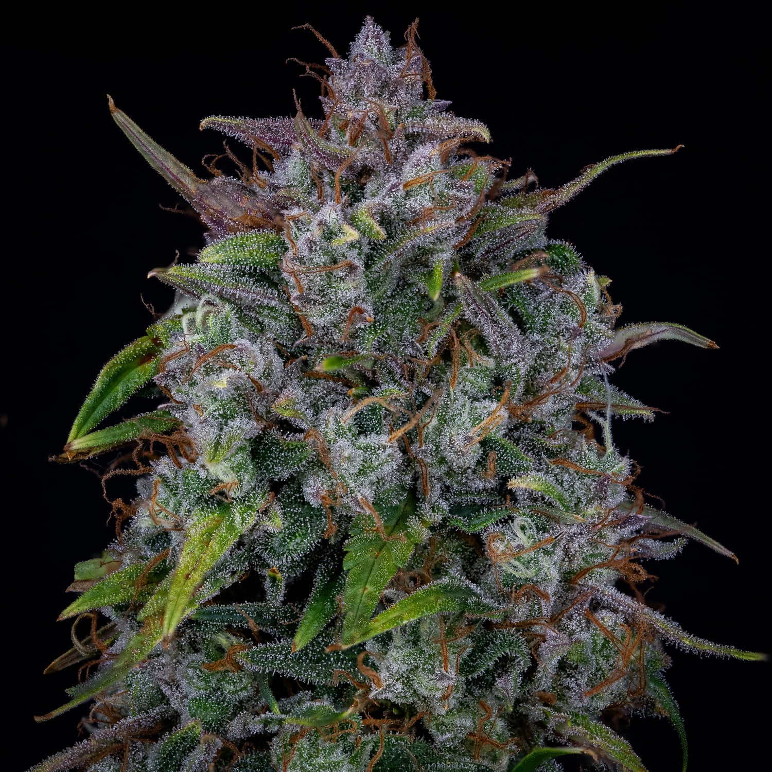 Old School Mango Haze - Image 4
