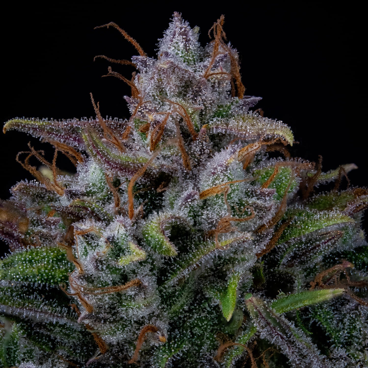 Old School Mango Haze - Image 5