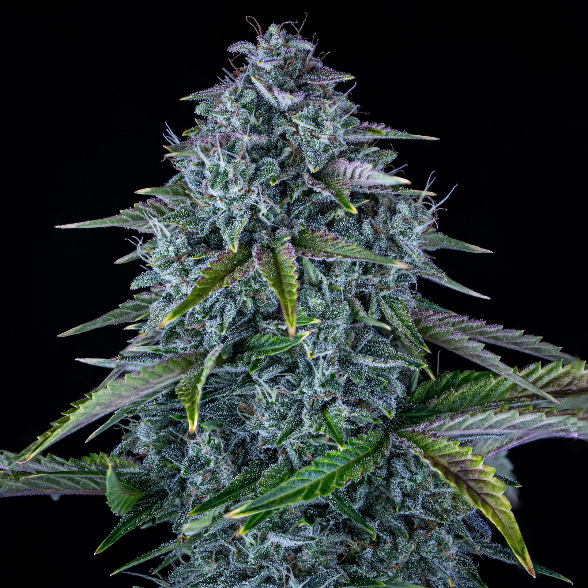 Orange Diesel - Image 3