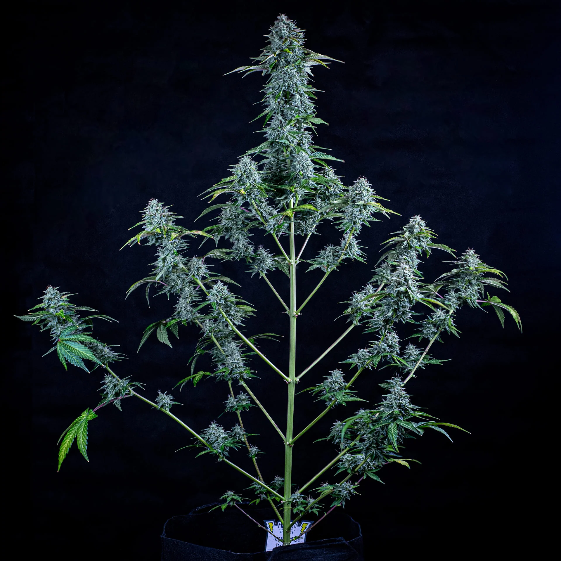 Orange Diesel - Image 4