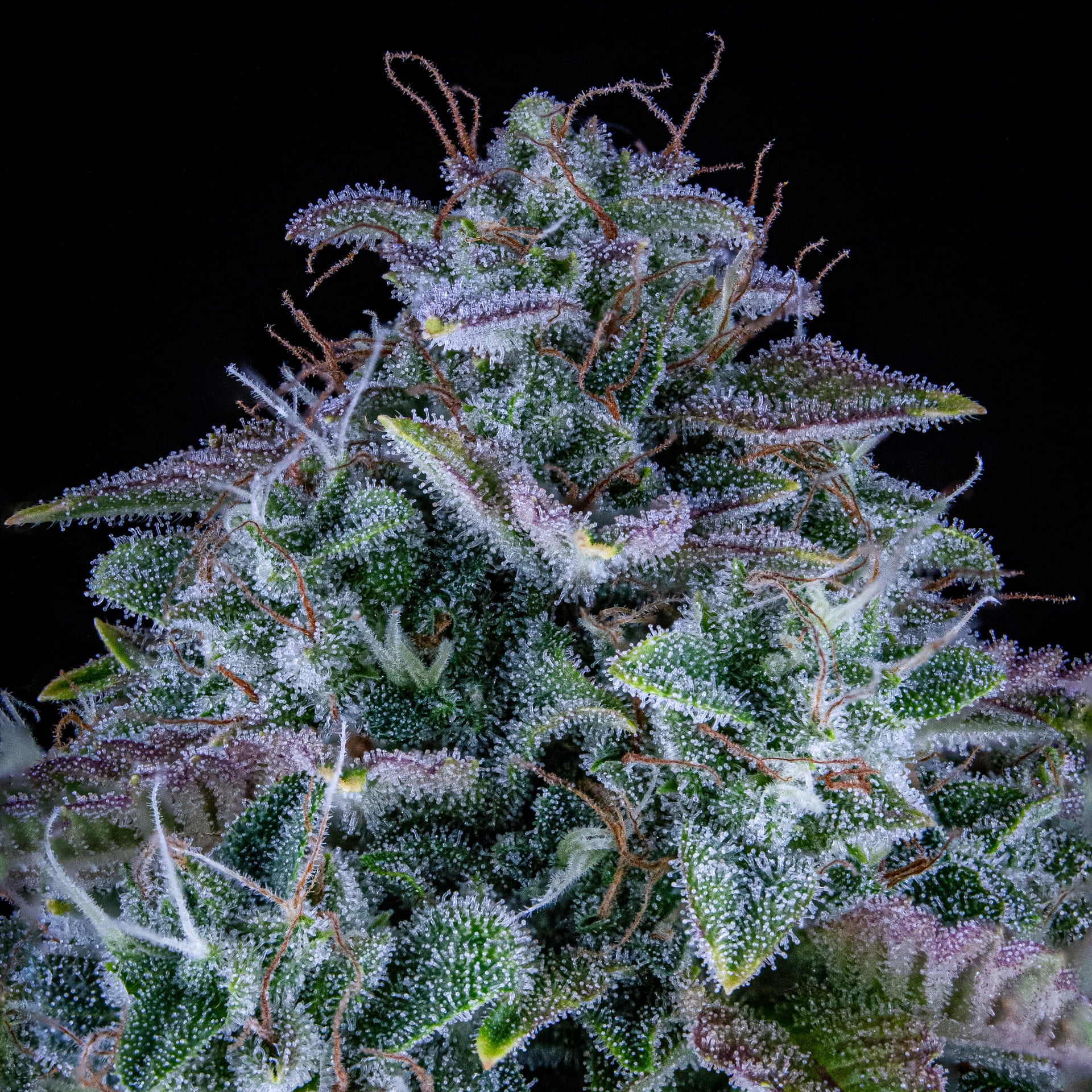 Orange Diesel - Image 5