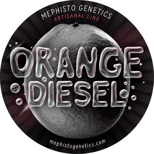 Orange Diesel - Image 6