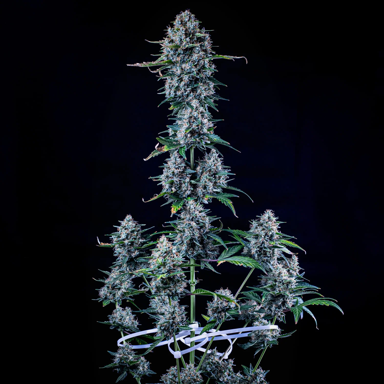 Pigletta's Purple Haze - Image 3