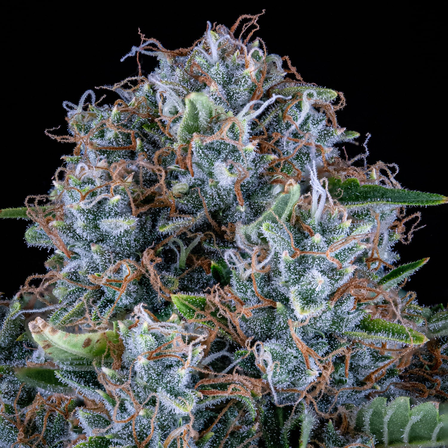 Pigletta's Purple Haze - Image 4