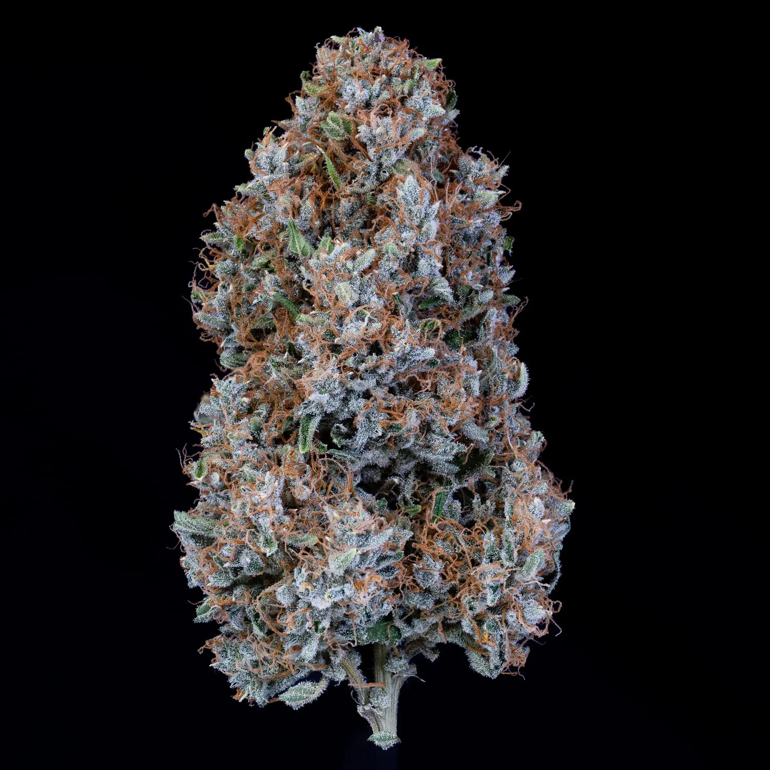 Pigletta's Purple Haze - Image 5