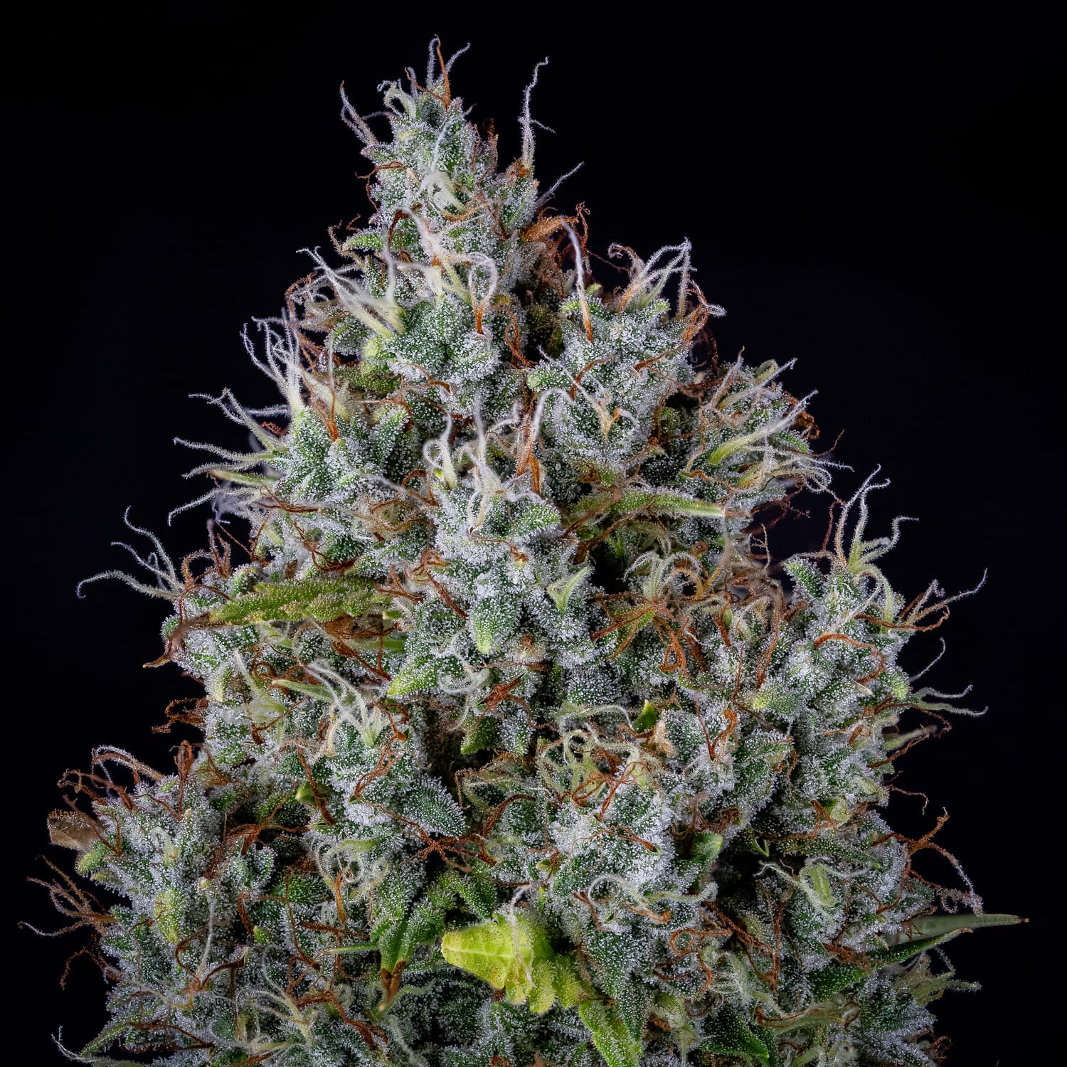 Pink Panama - Image 3
