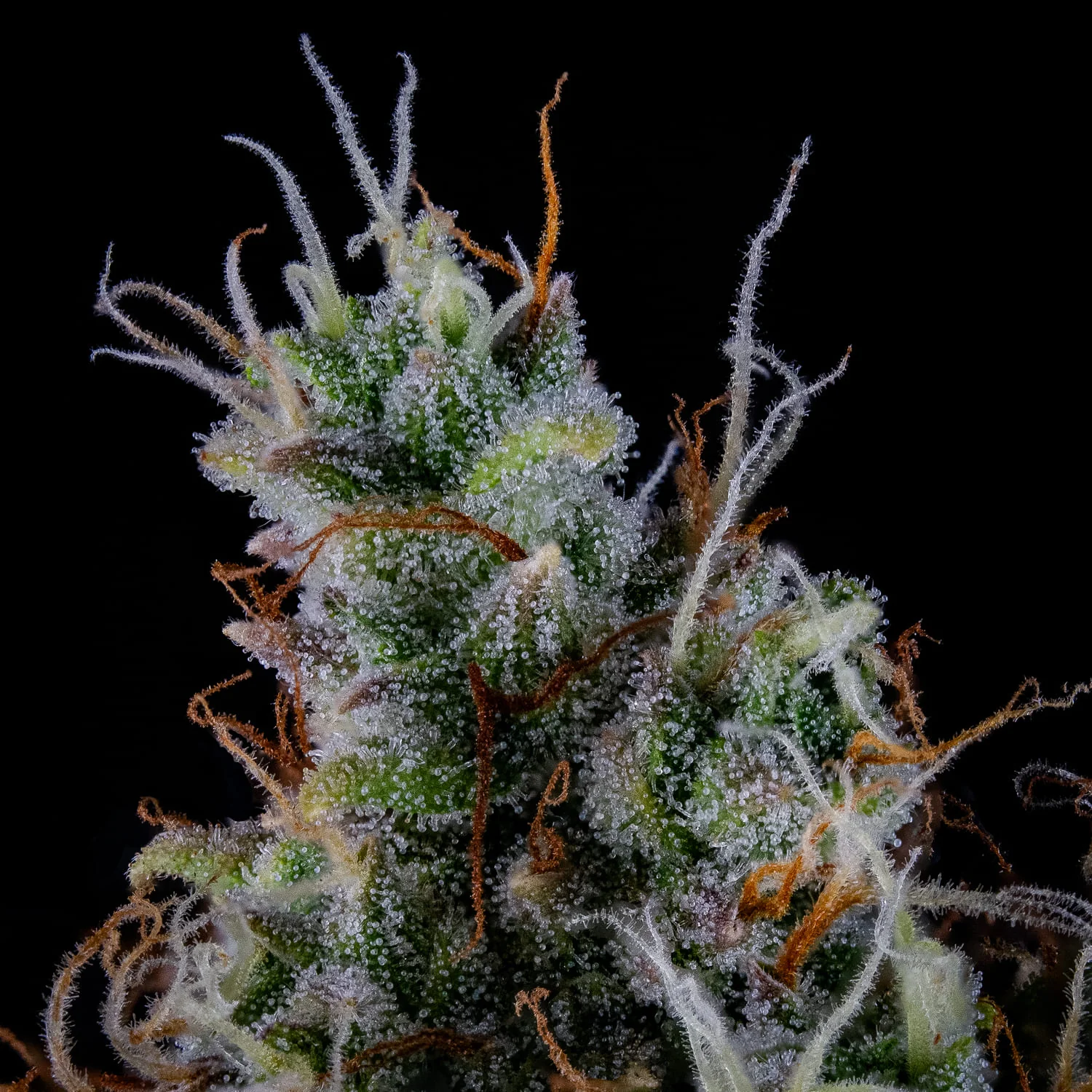 Pink Panama - Image 4