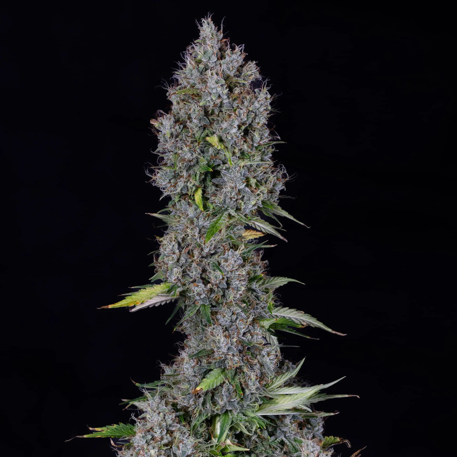 Pink Panama - Image 5
