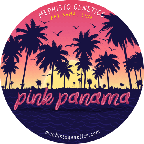 Pink Panama - Image 6