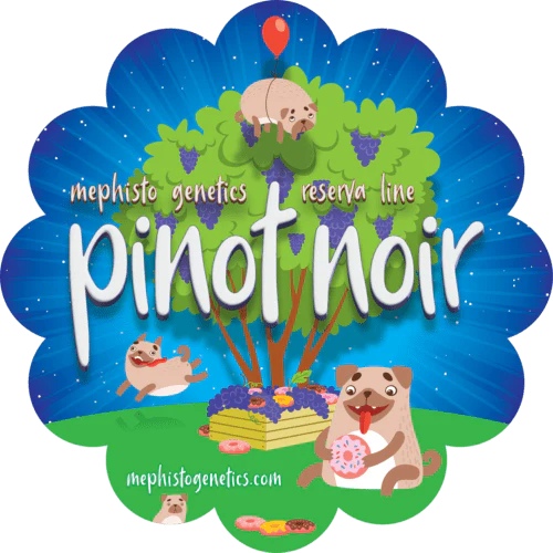 Pinot Noir - Image 10