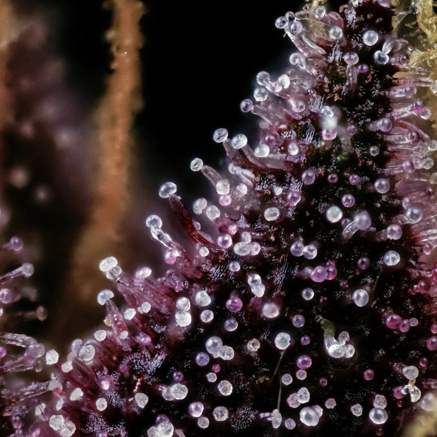Purple Nuggets - Image 3