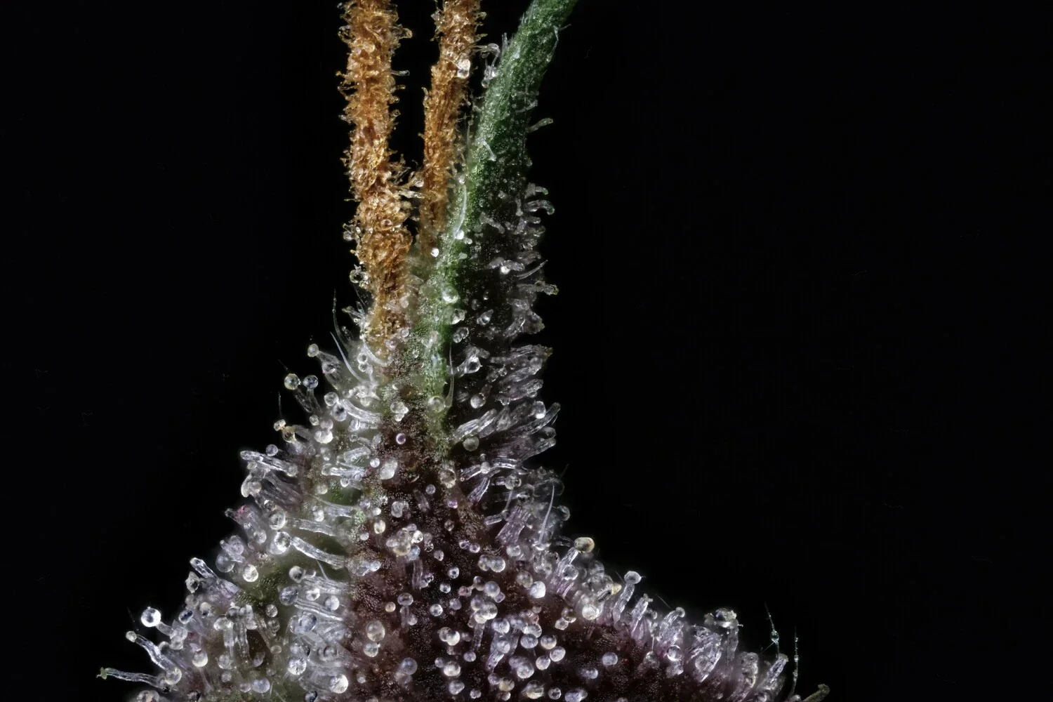 Purple Nuggets - Image 4