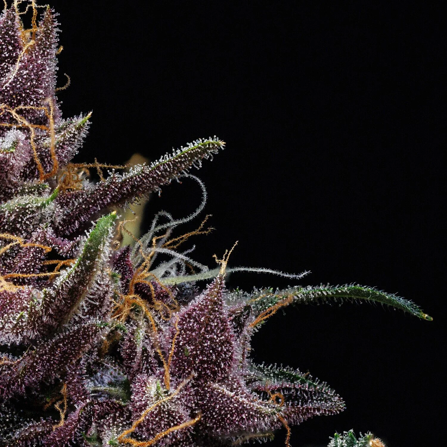Purple Nuggets - Image 5