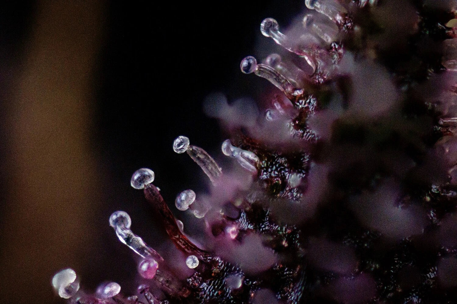 Purple Nuggets - Image 6
