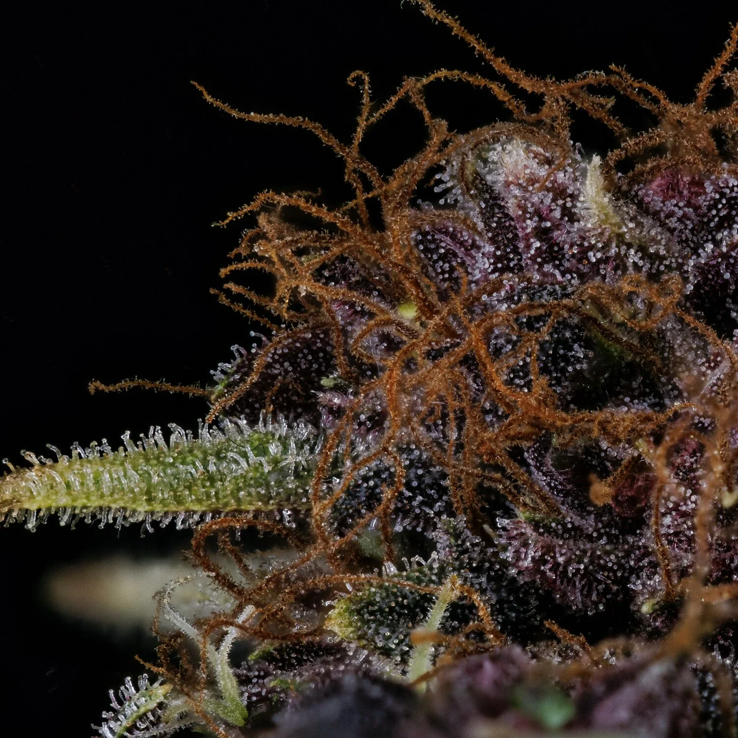 Purple Nuggets - Image 8