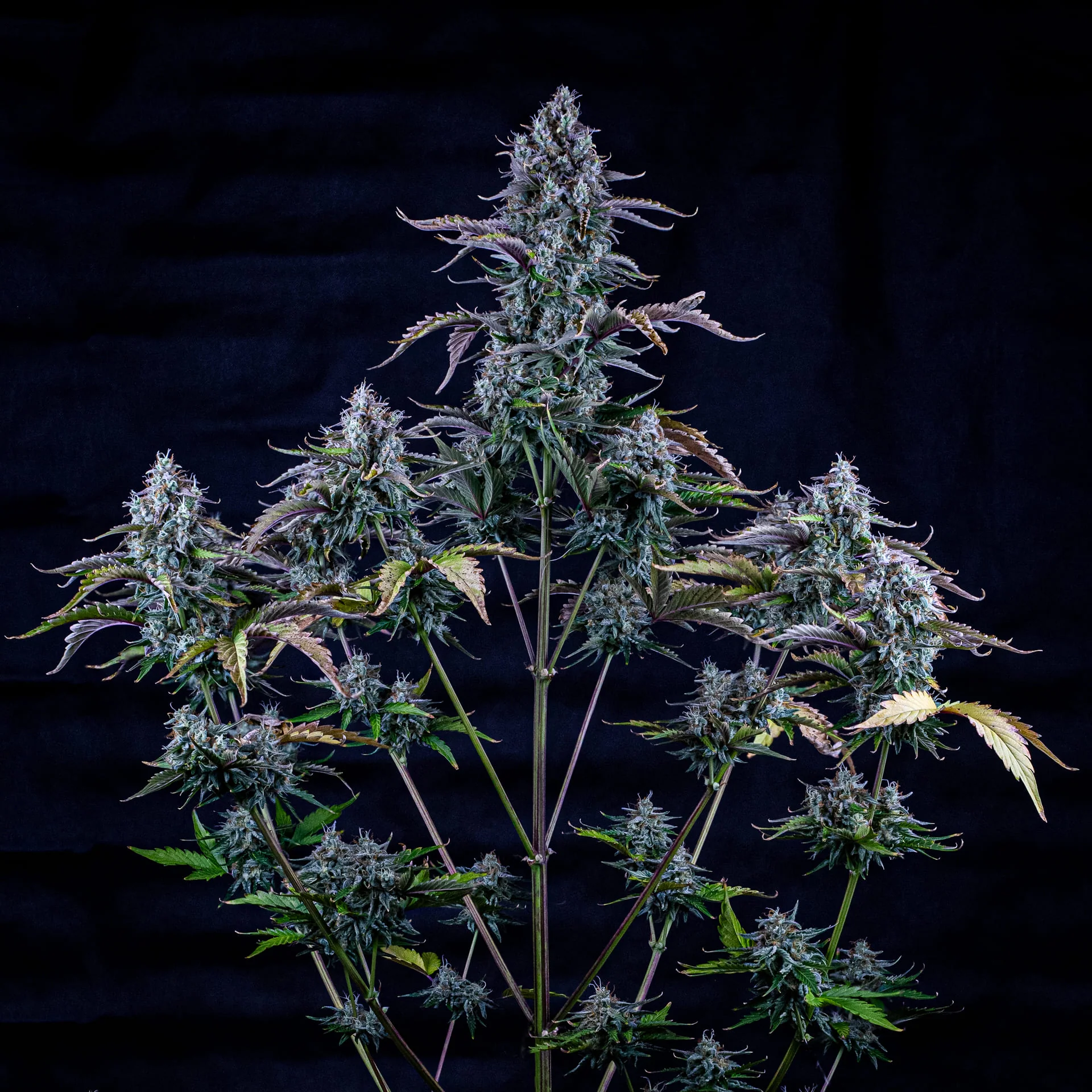 Ripley's OG - Image 3