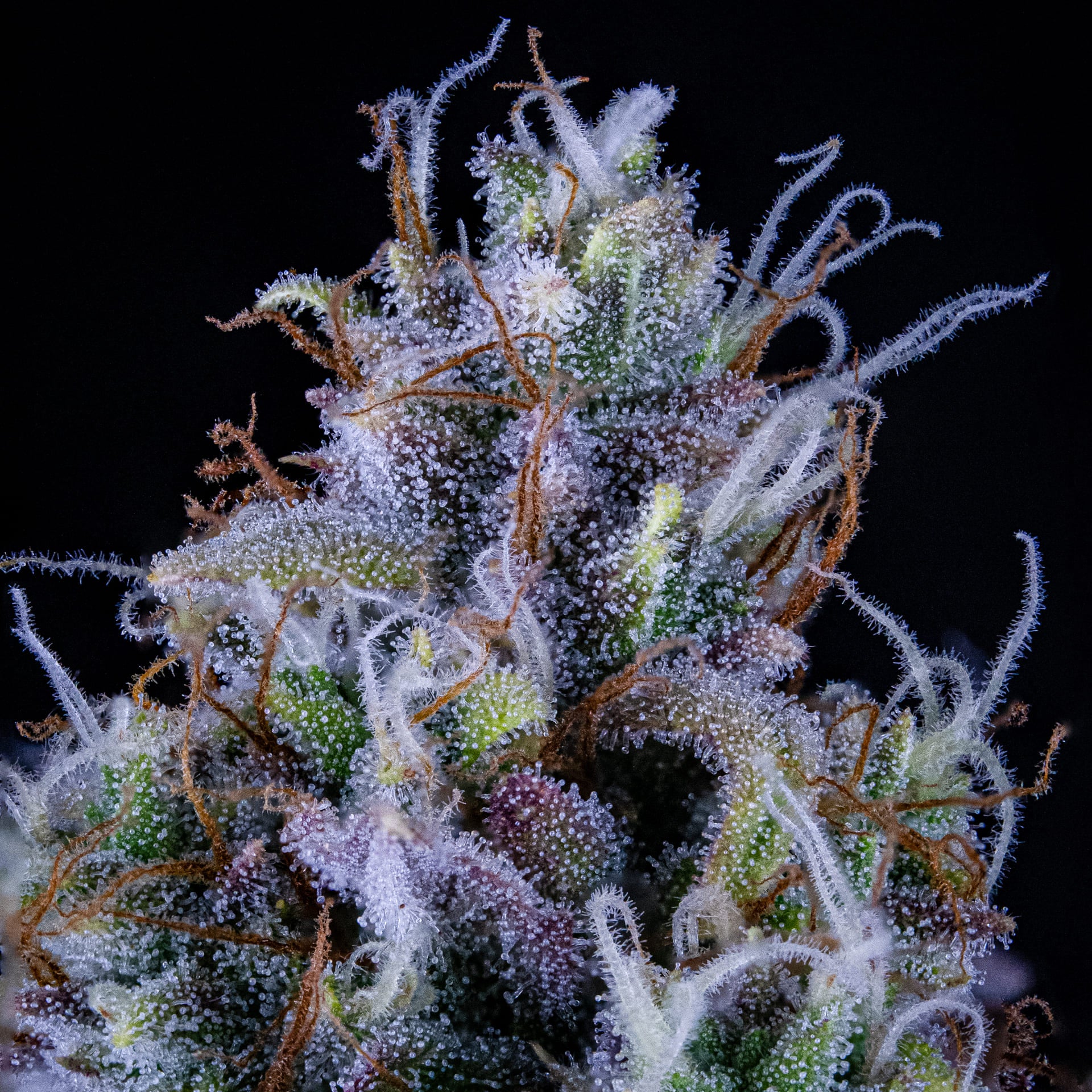 Ripley's OG - Image 4