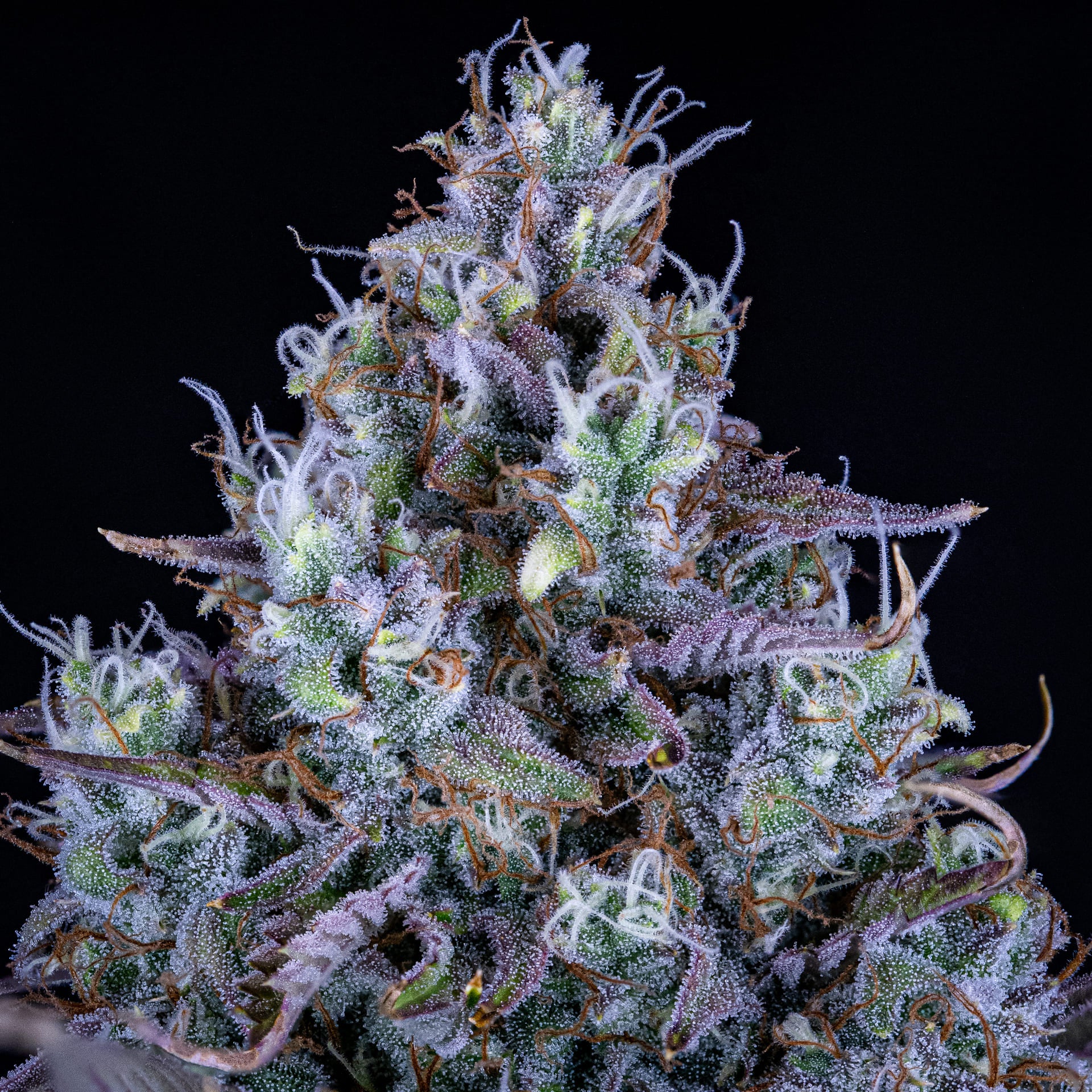 Ripley's OG - Image 5