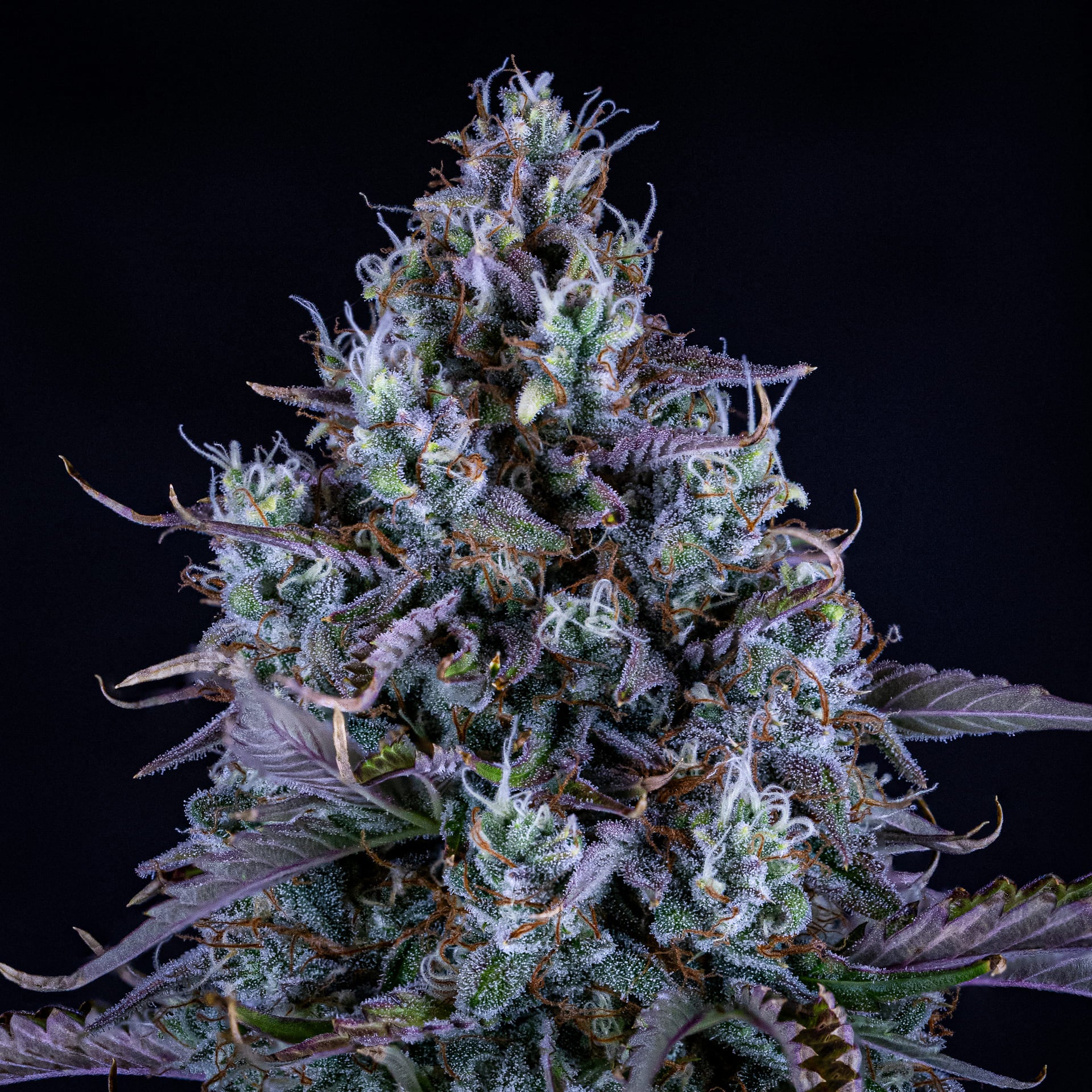 Ripley's OG - Image 6