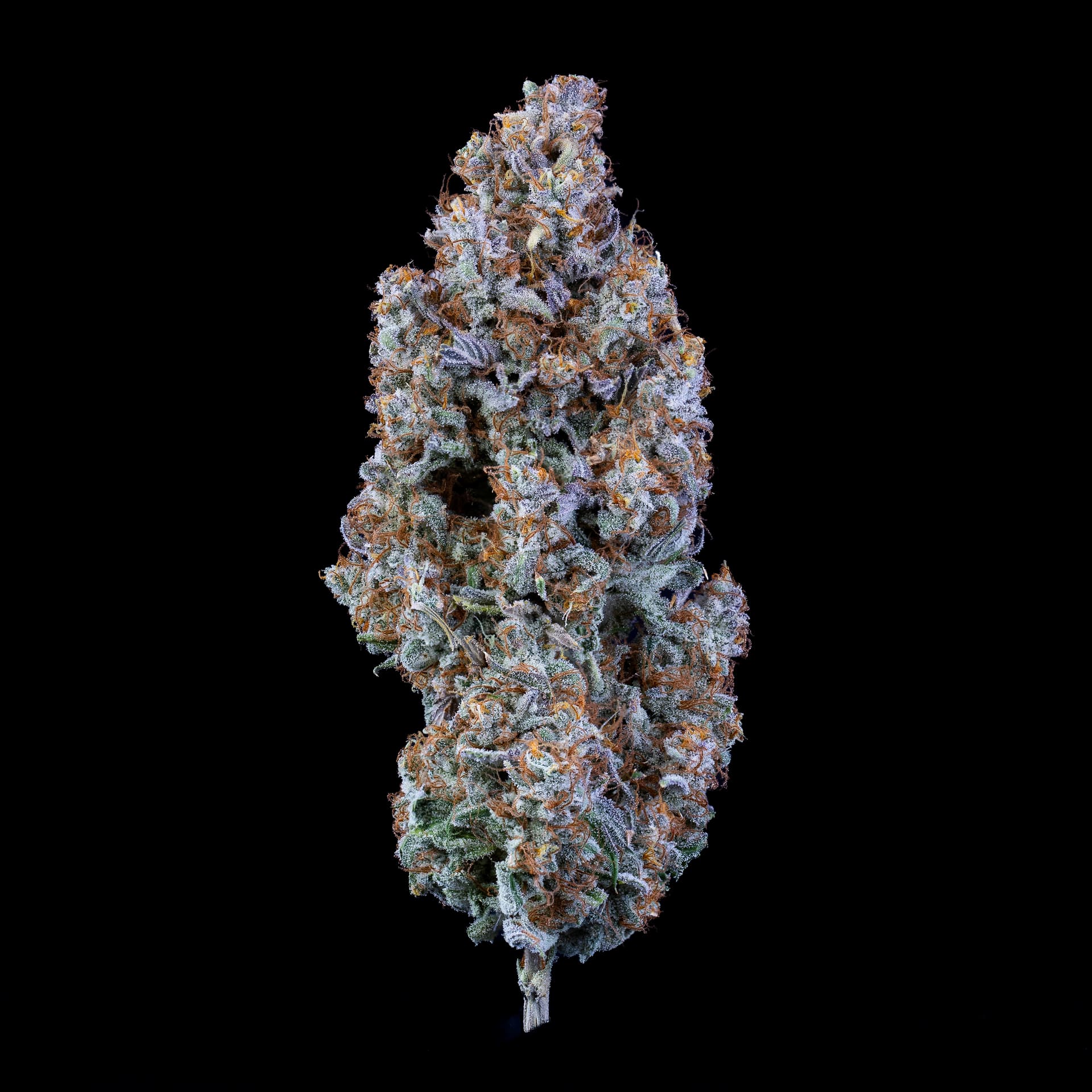 Ripley's OG - Image 7