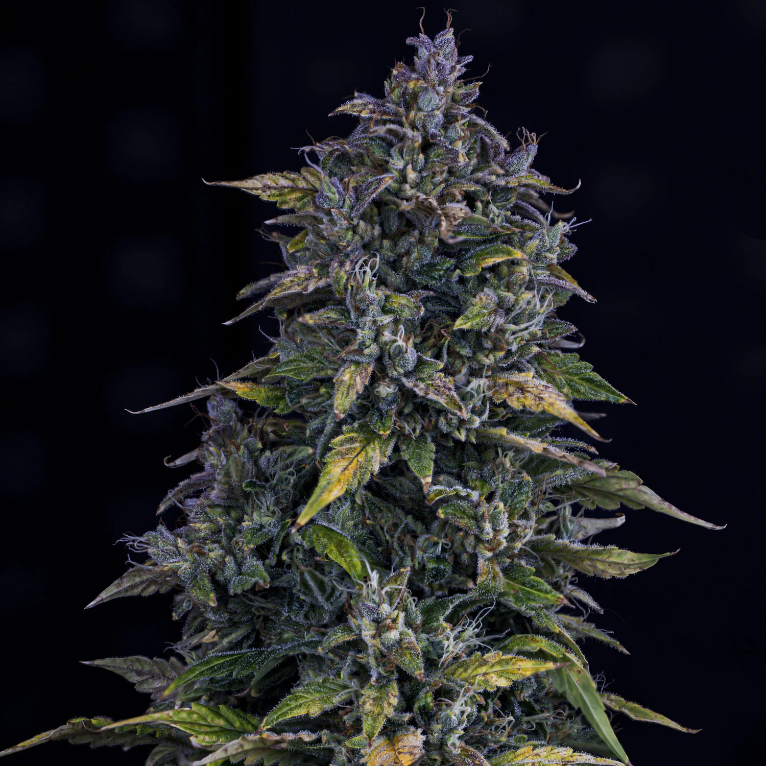 S.O.D.K - Image 5