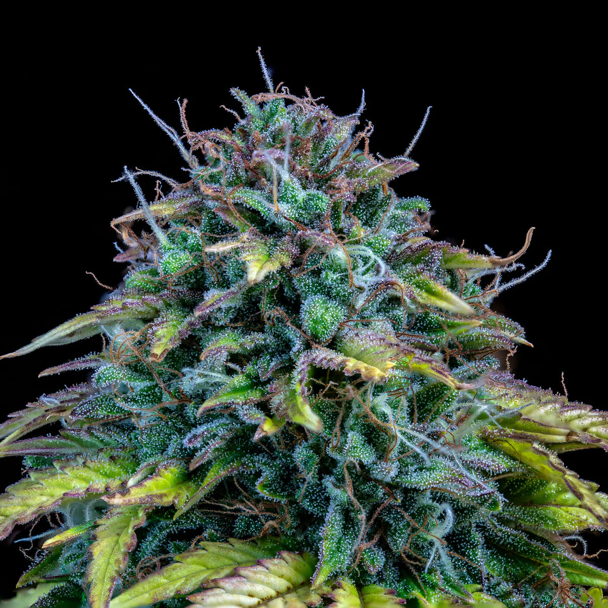 Samsquanch OG - Image 3