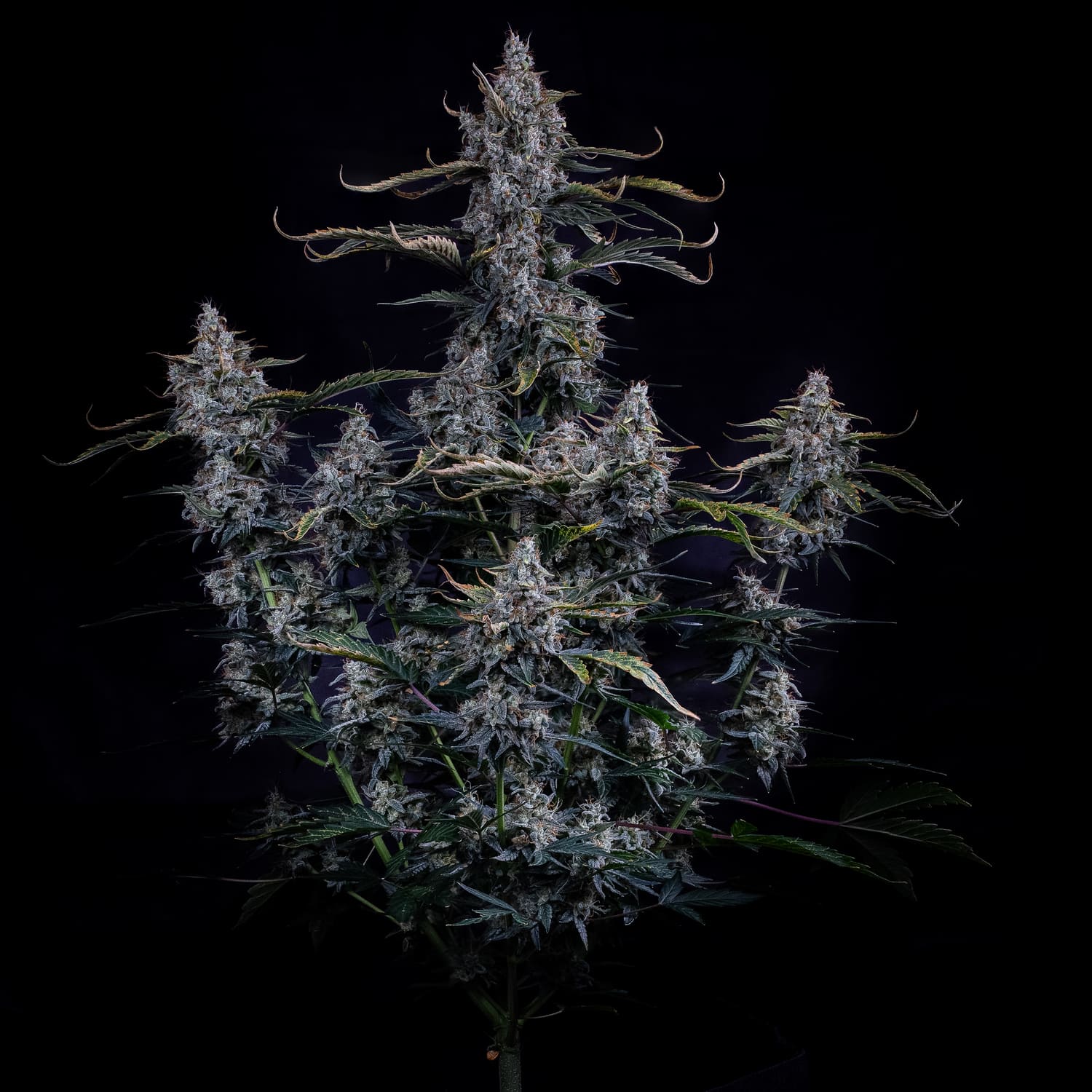 Skystomper 2.0 - Image 2