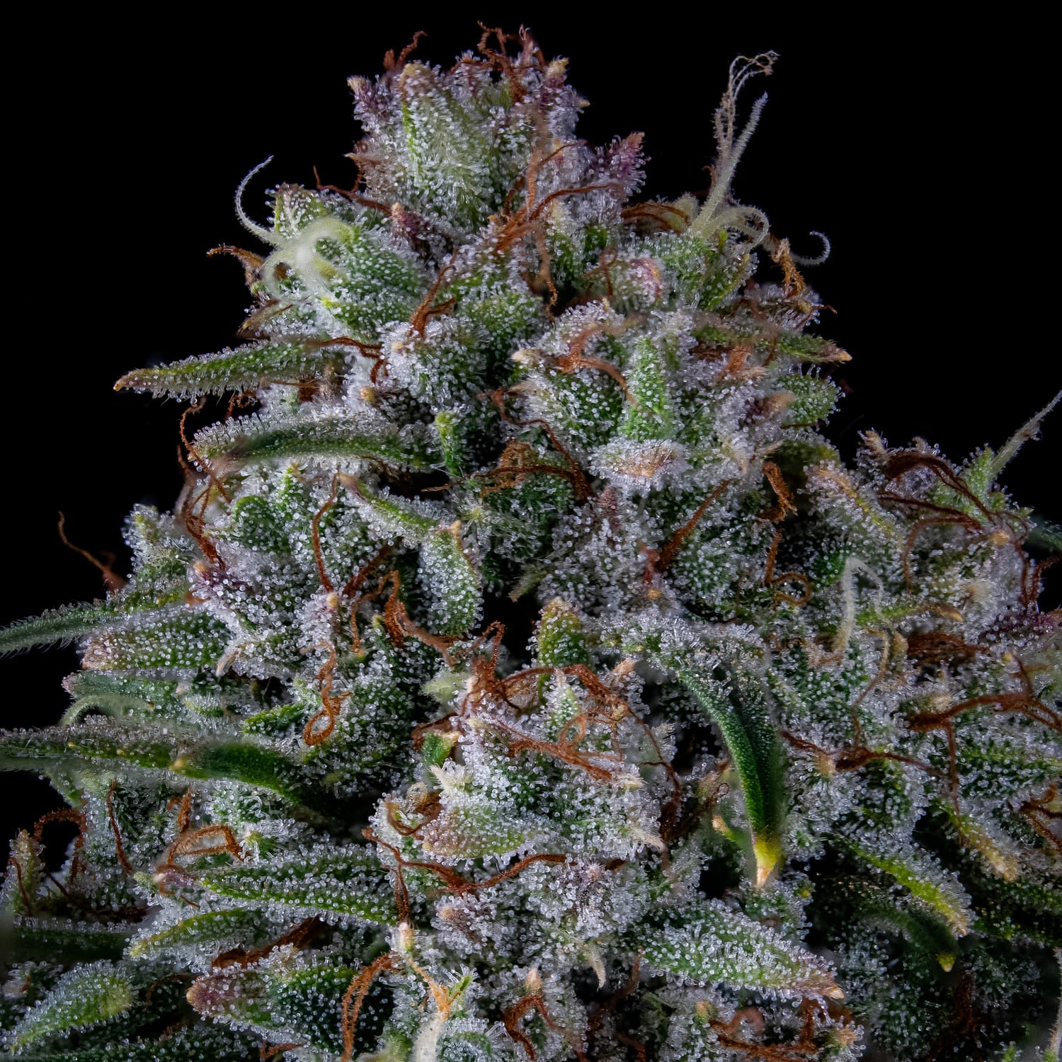 Skywalker - Image 3