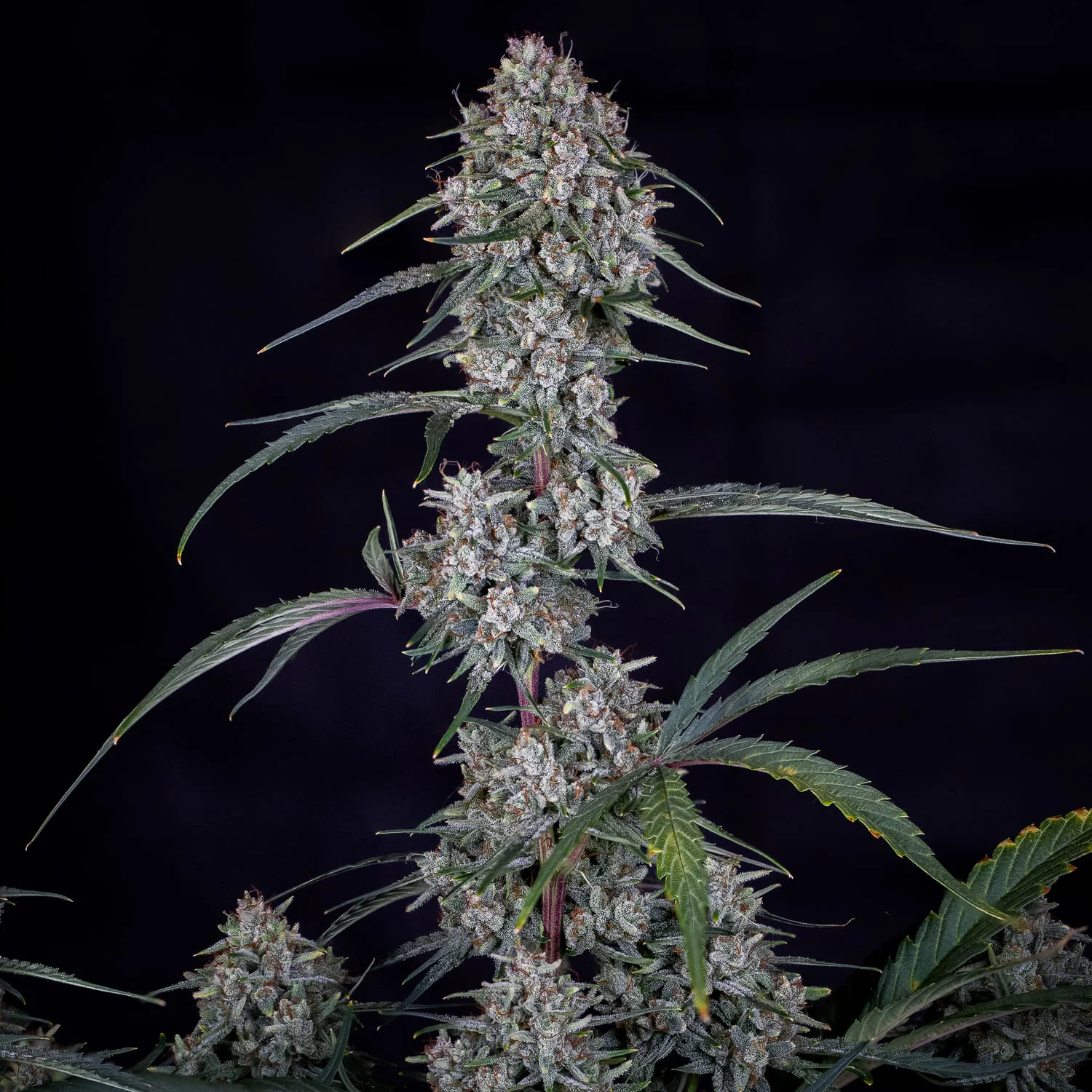 Skywalker - Image 4