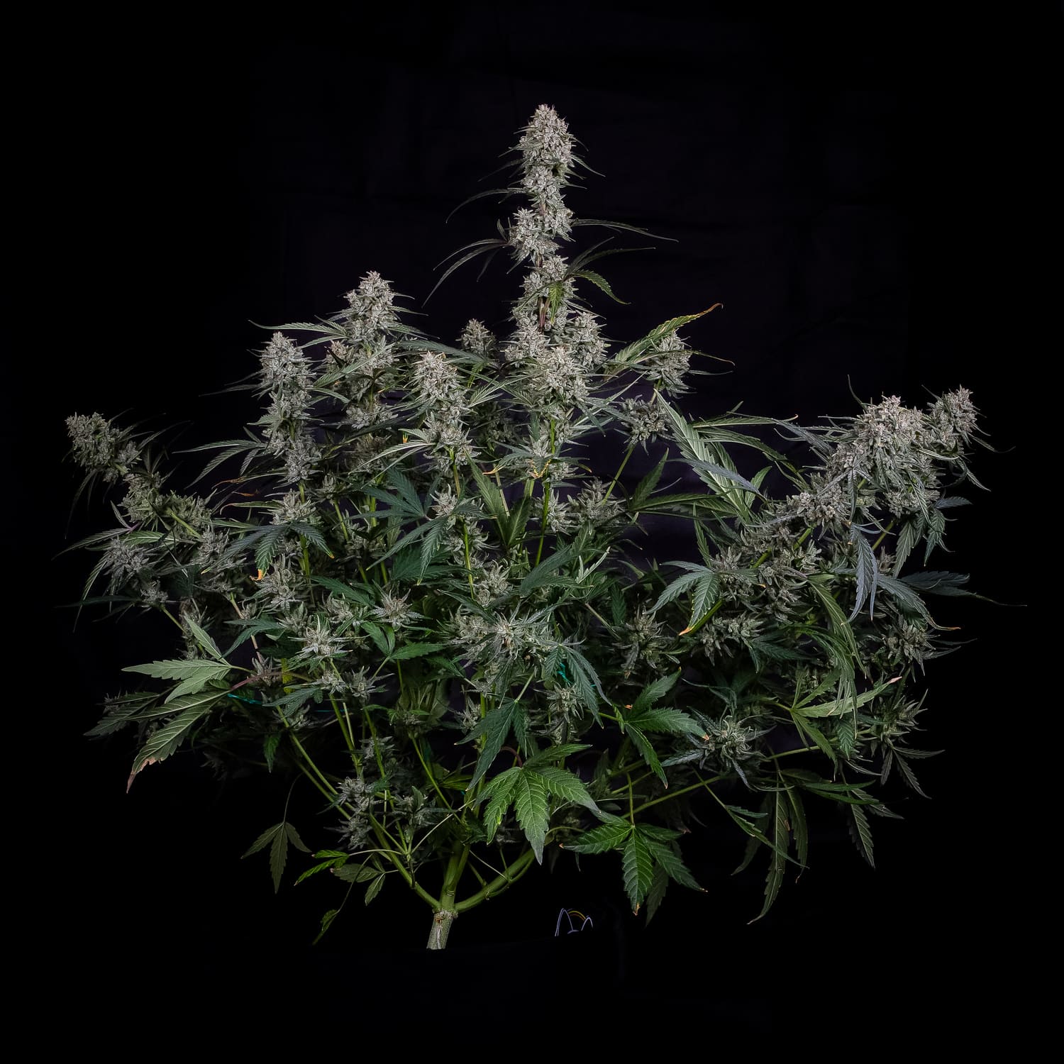 Skywalker - Image 5