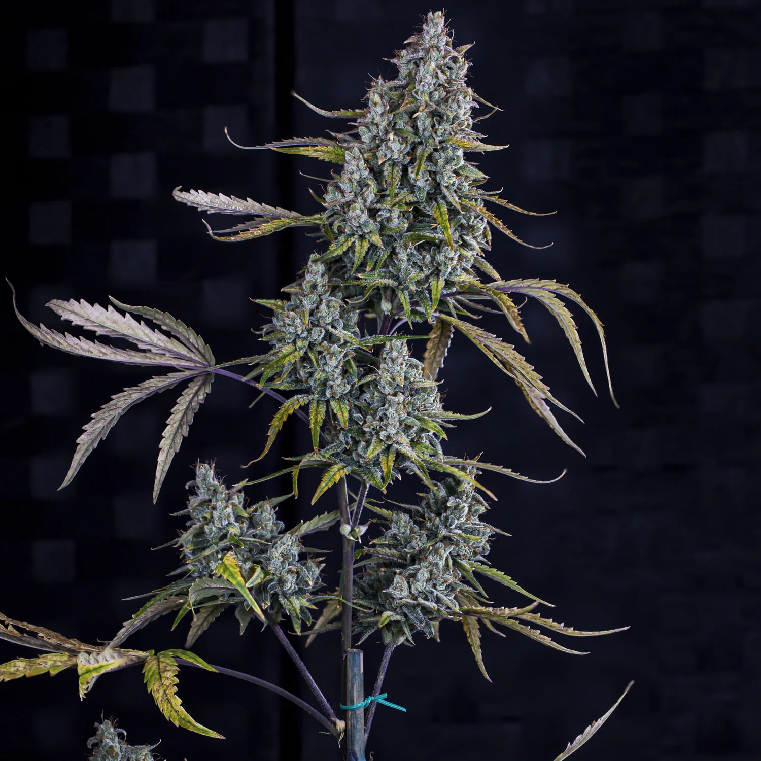 Sour Bubbly - Image 3