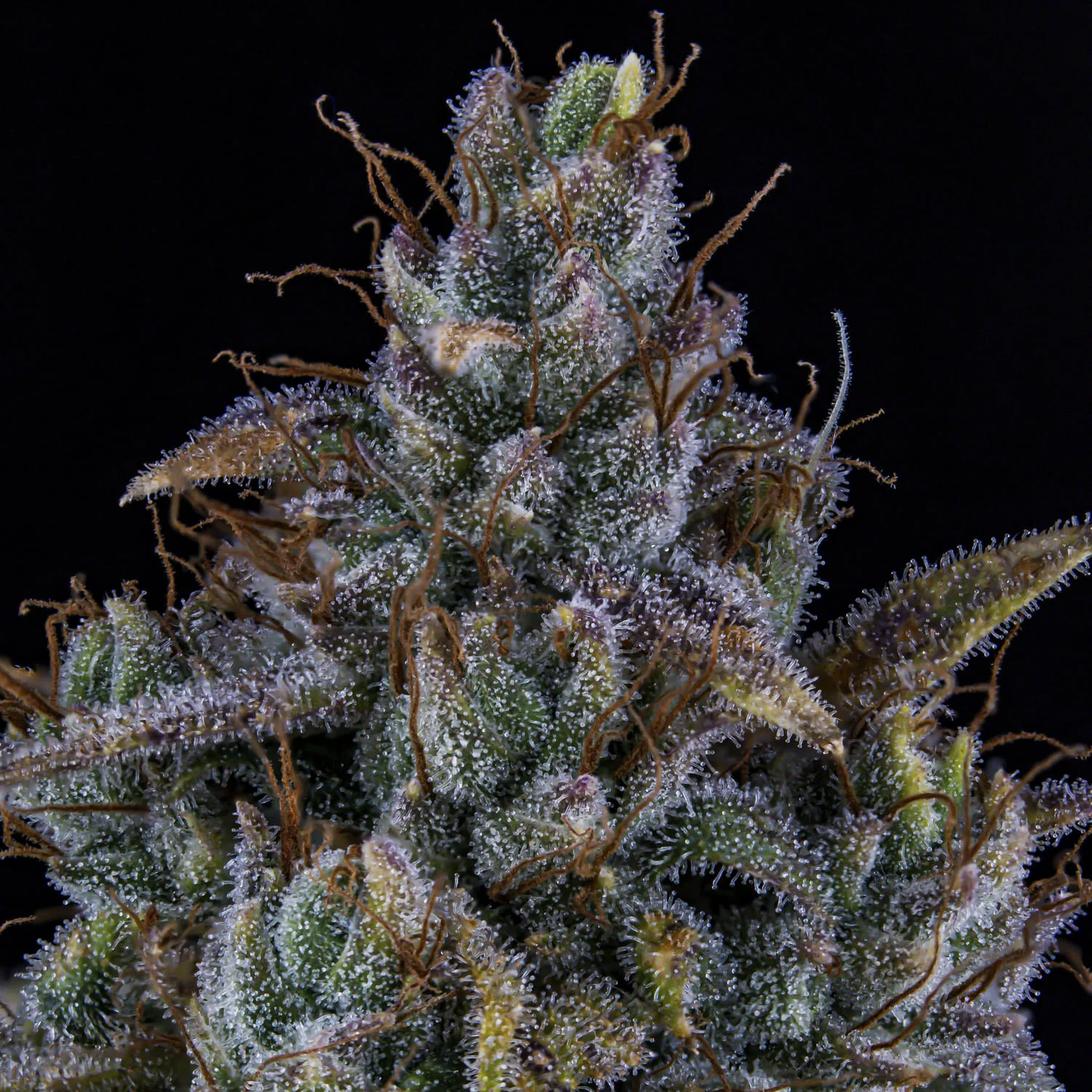 Sour Bubbly - Image 4