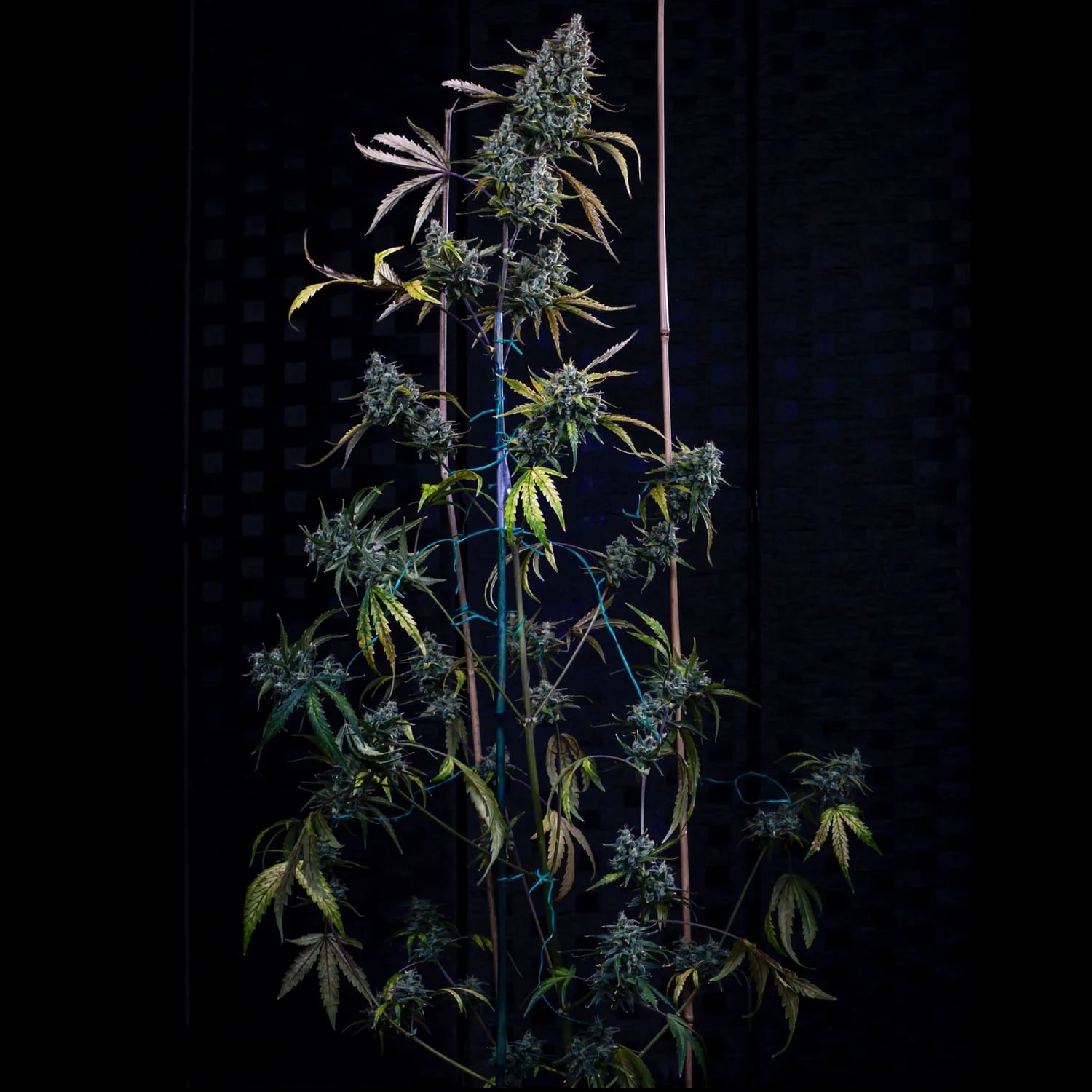 Sour Bubbly - Image 5
