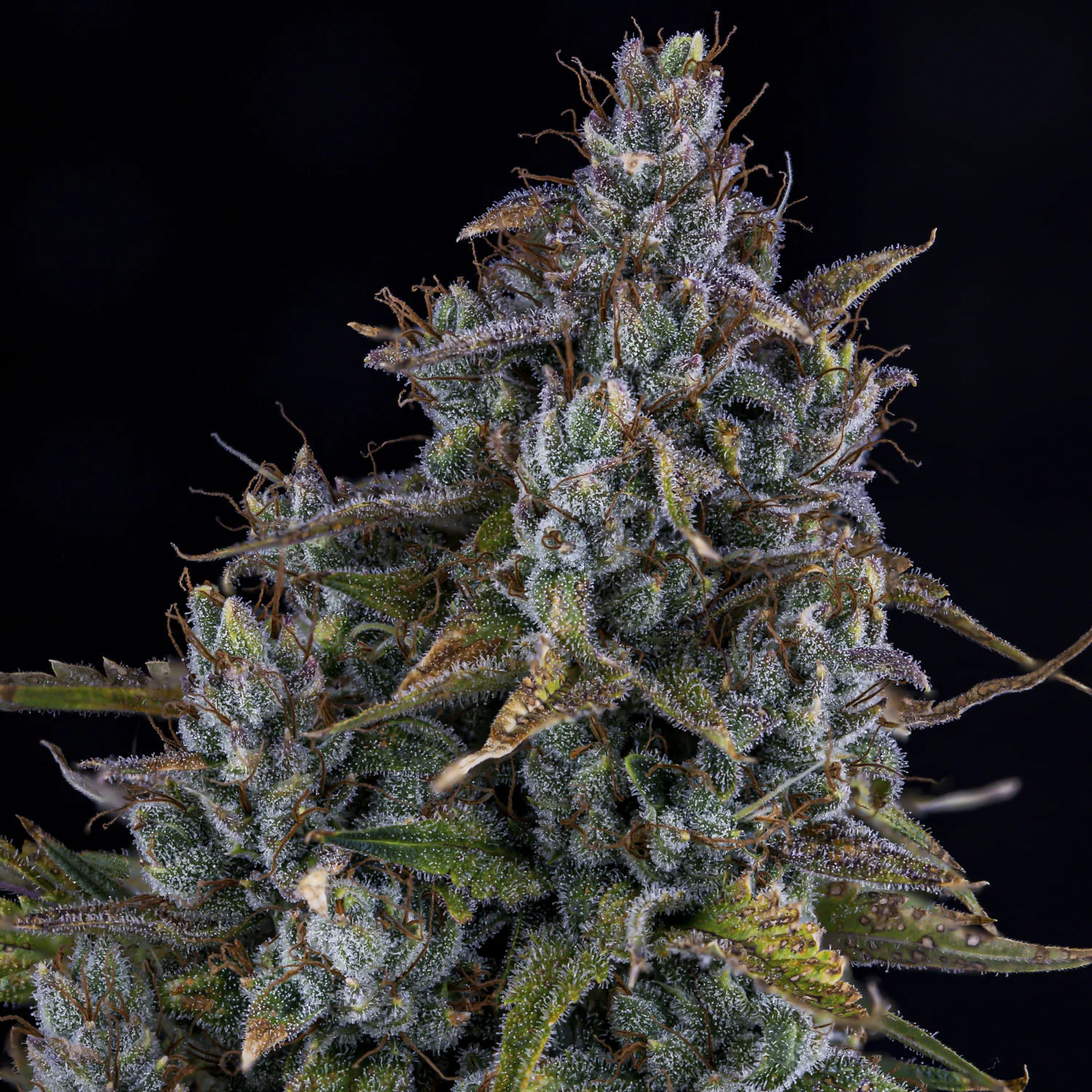 Sour Bubbly - Image 6