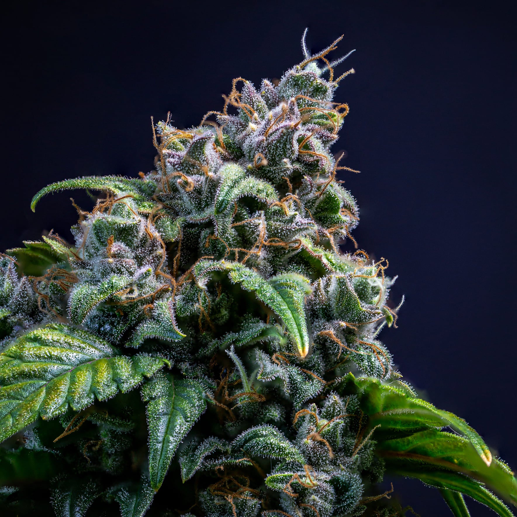 Sour Crack - Image 3