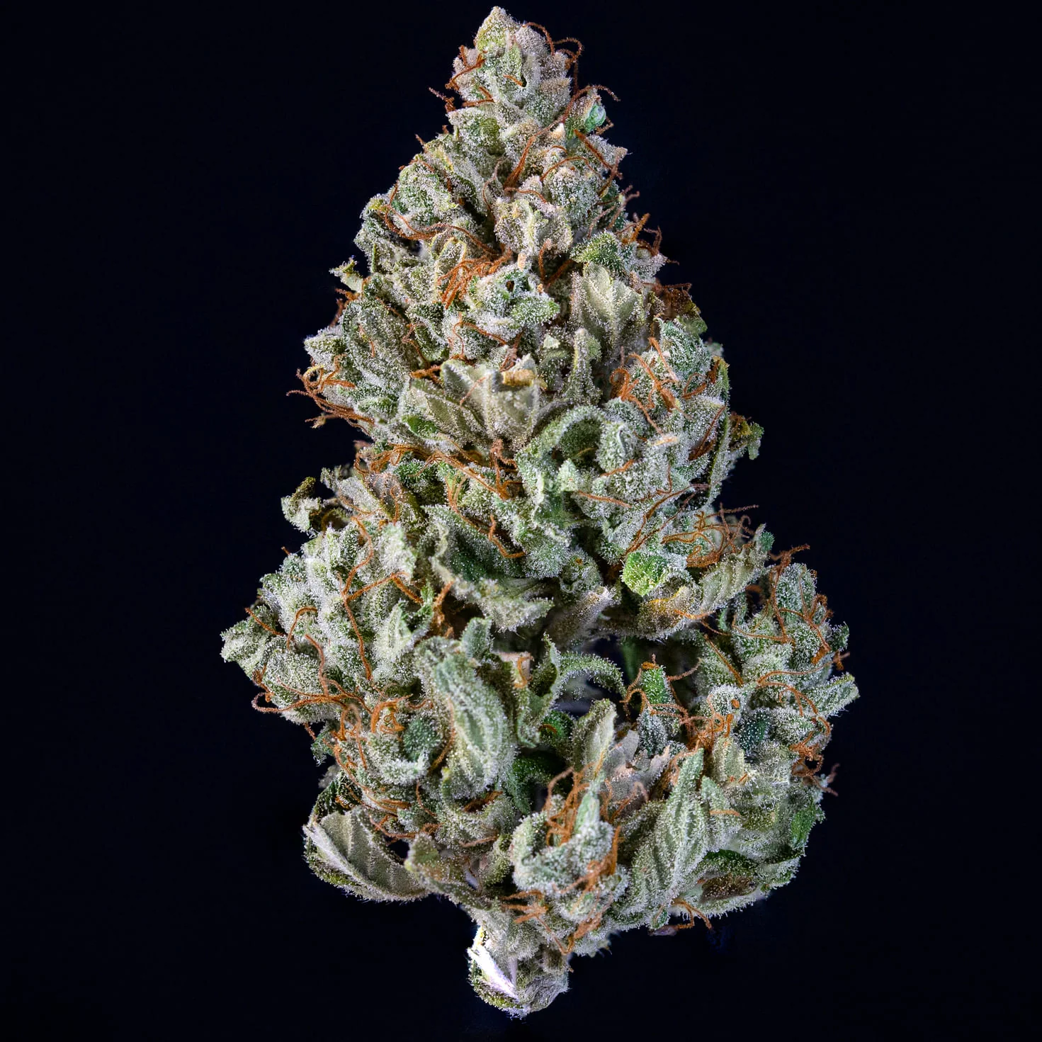Sour Crack - Image 4