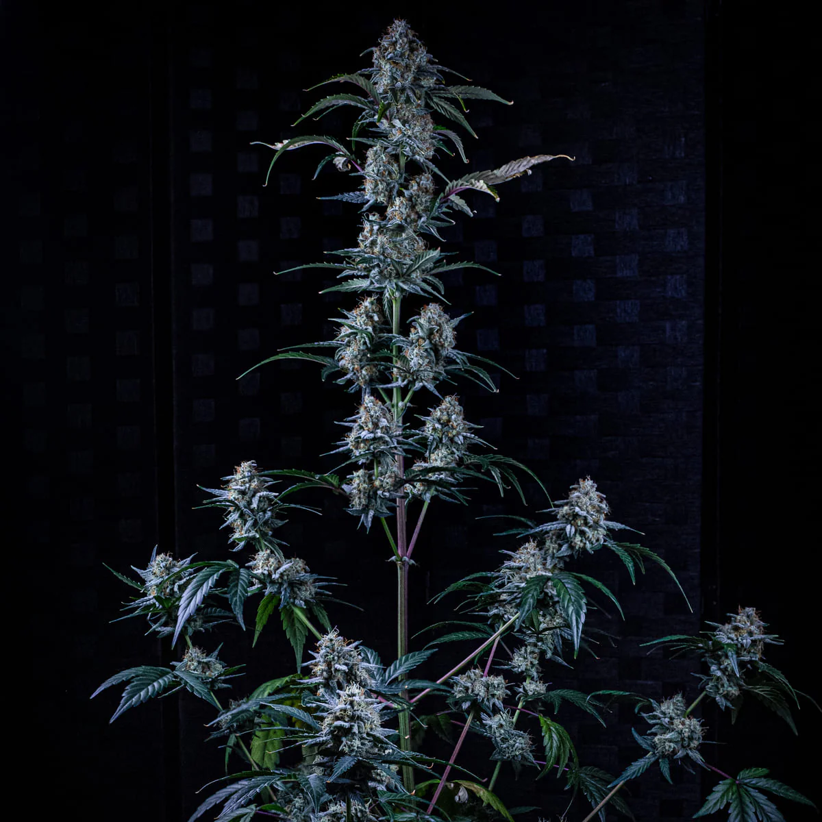Sour Stomper - Image 2