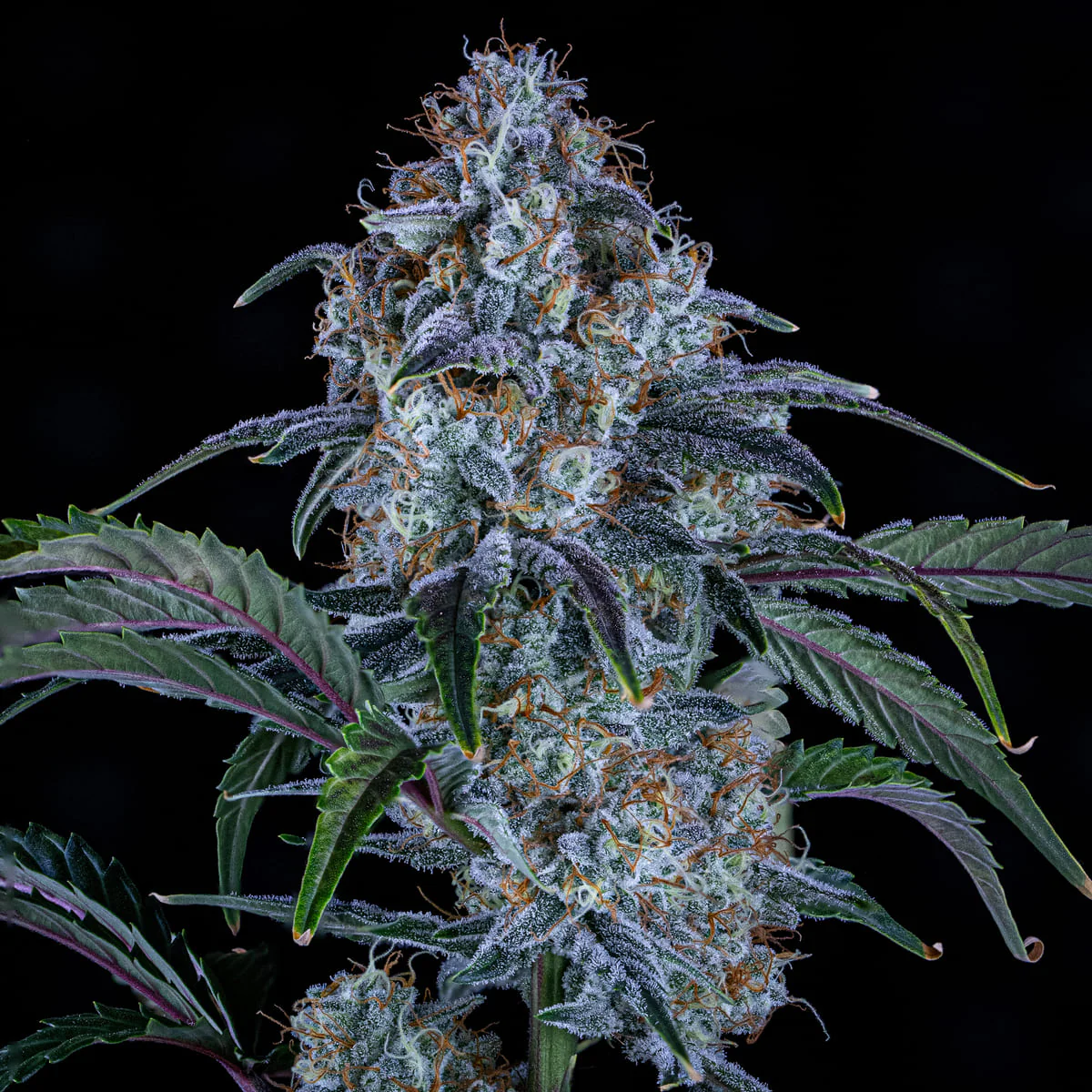 Sour Stomper - Image 3