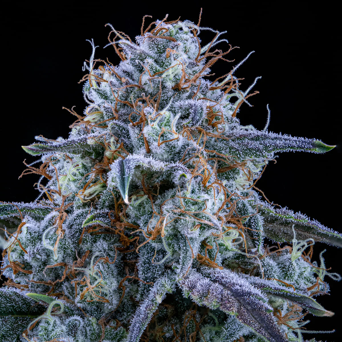 Sour Stomper - Image 4