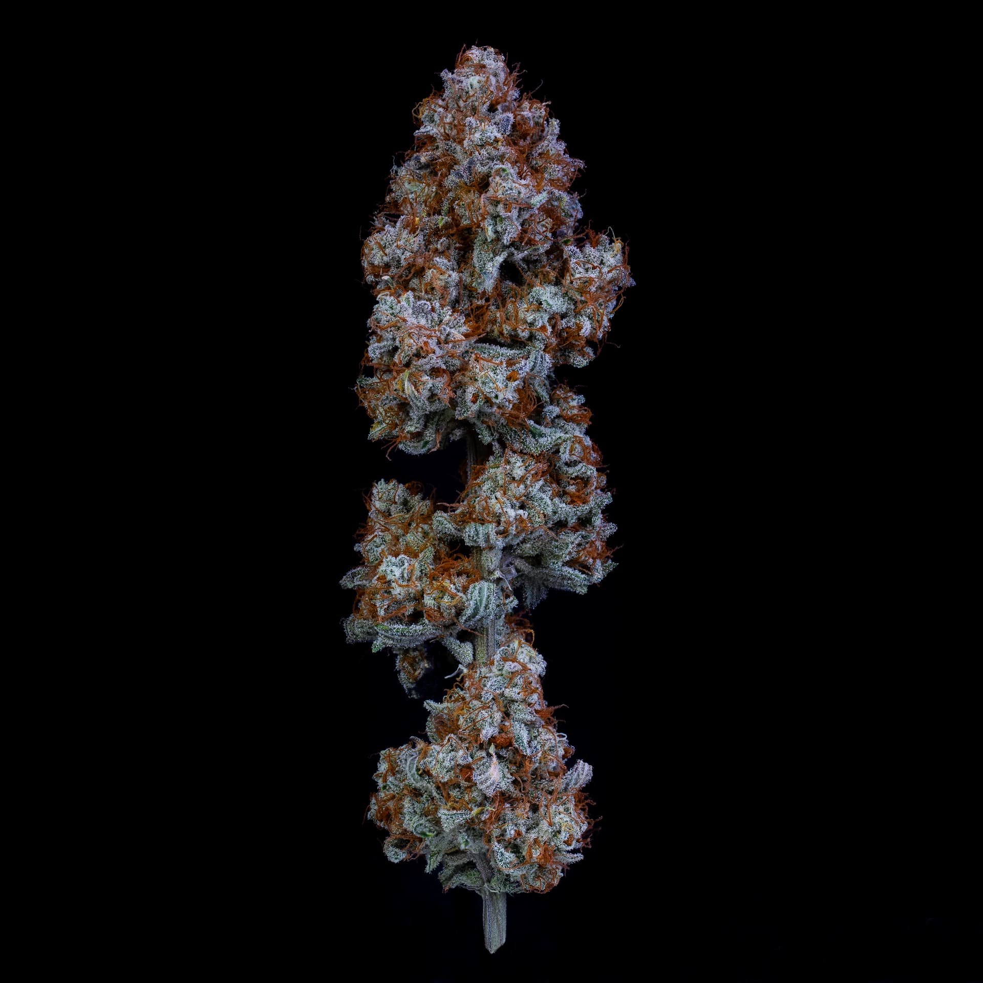Sour Stomper - Image 5