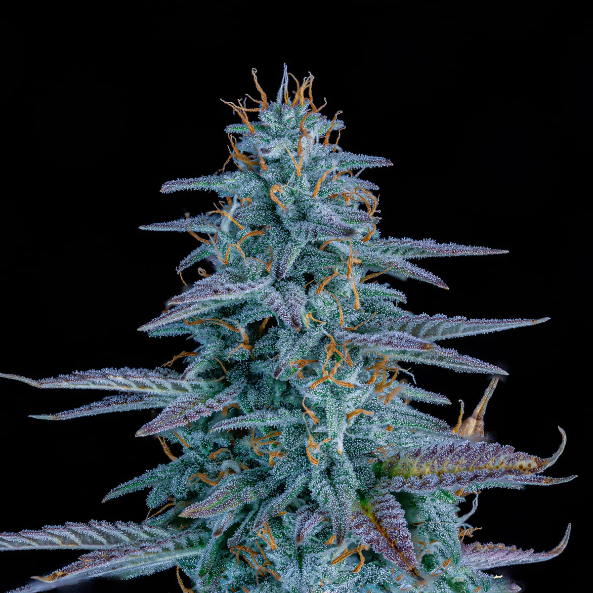 Strawberry Nuggets - Image 3