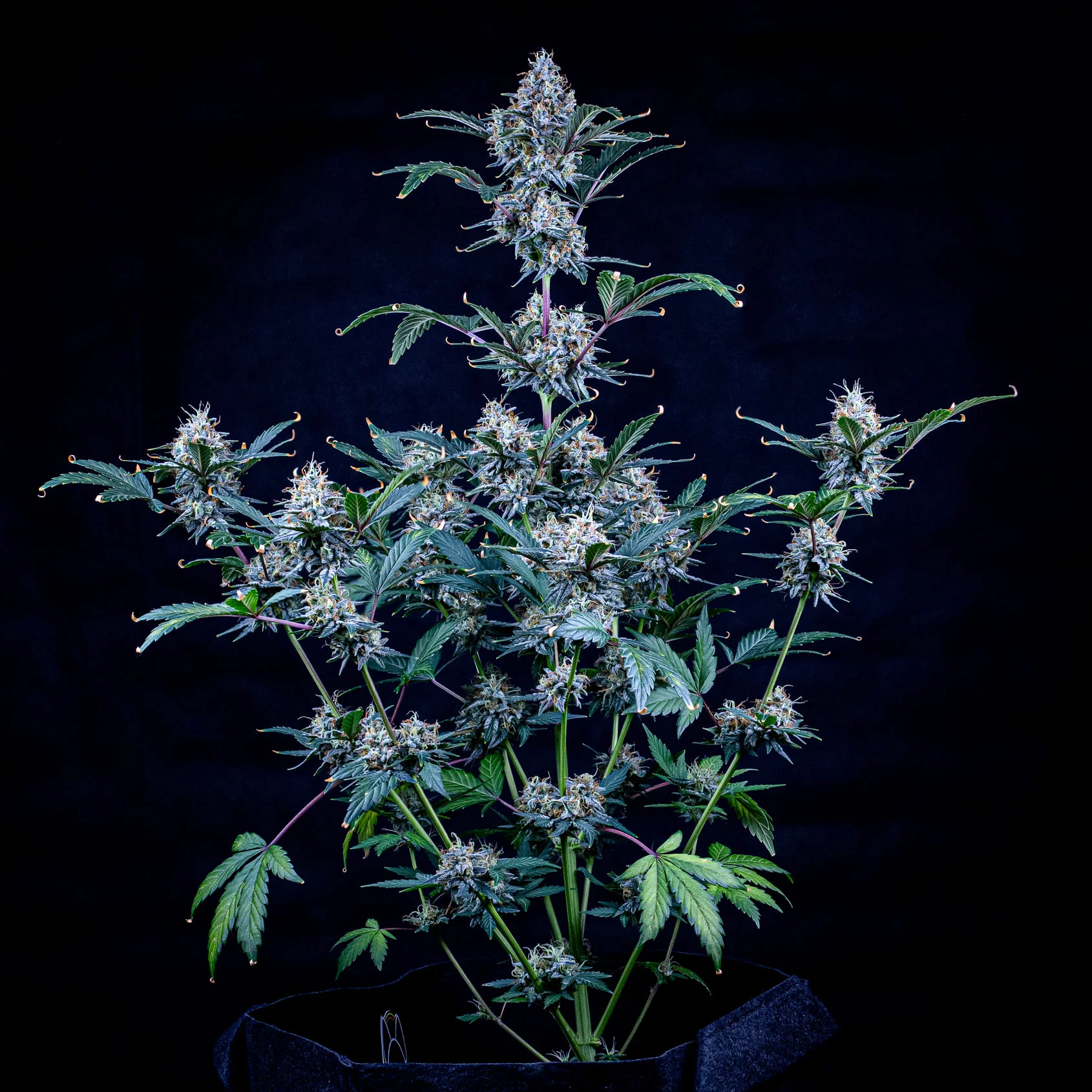 Sundae Thumper - Image 3